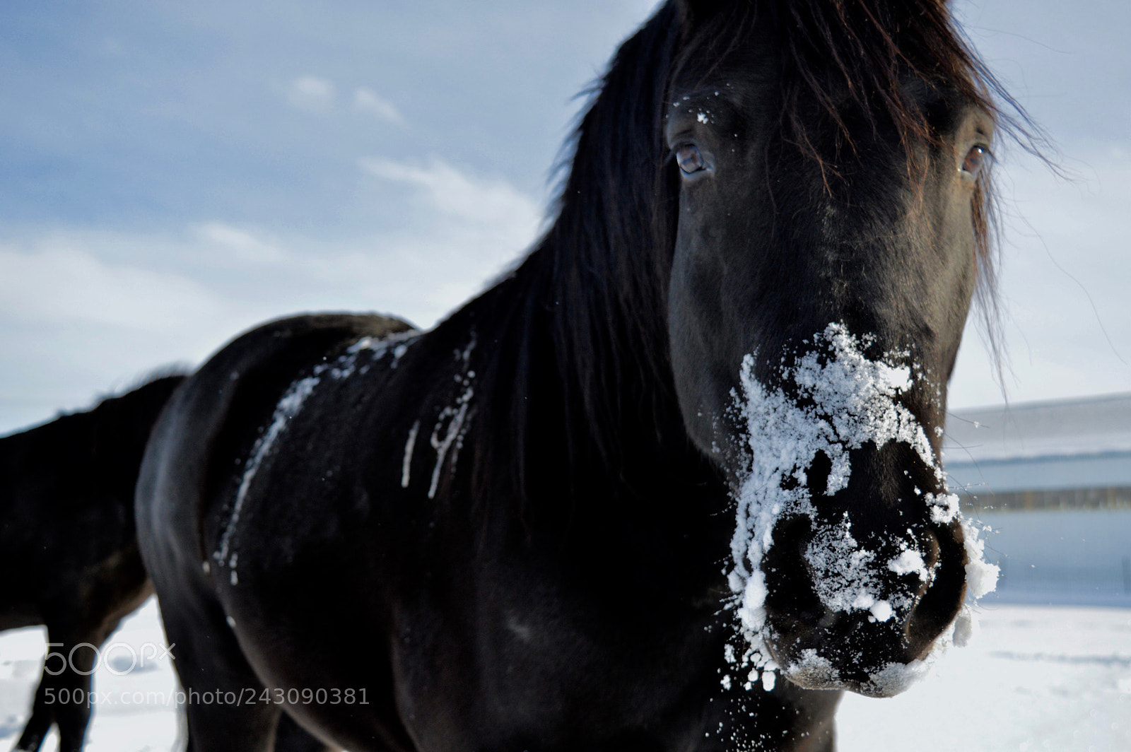 Nikon D3200 sample photo. Snow covered muzzles photography