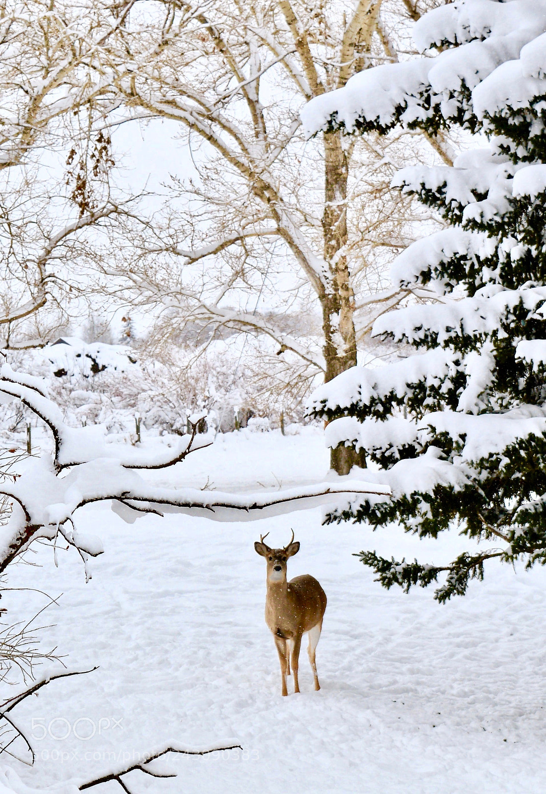 Nikon D3200 sample photo. Stag of the forest photography