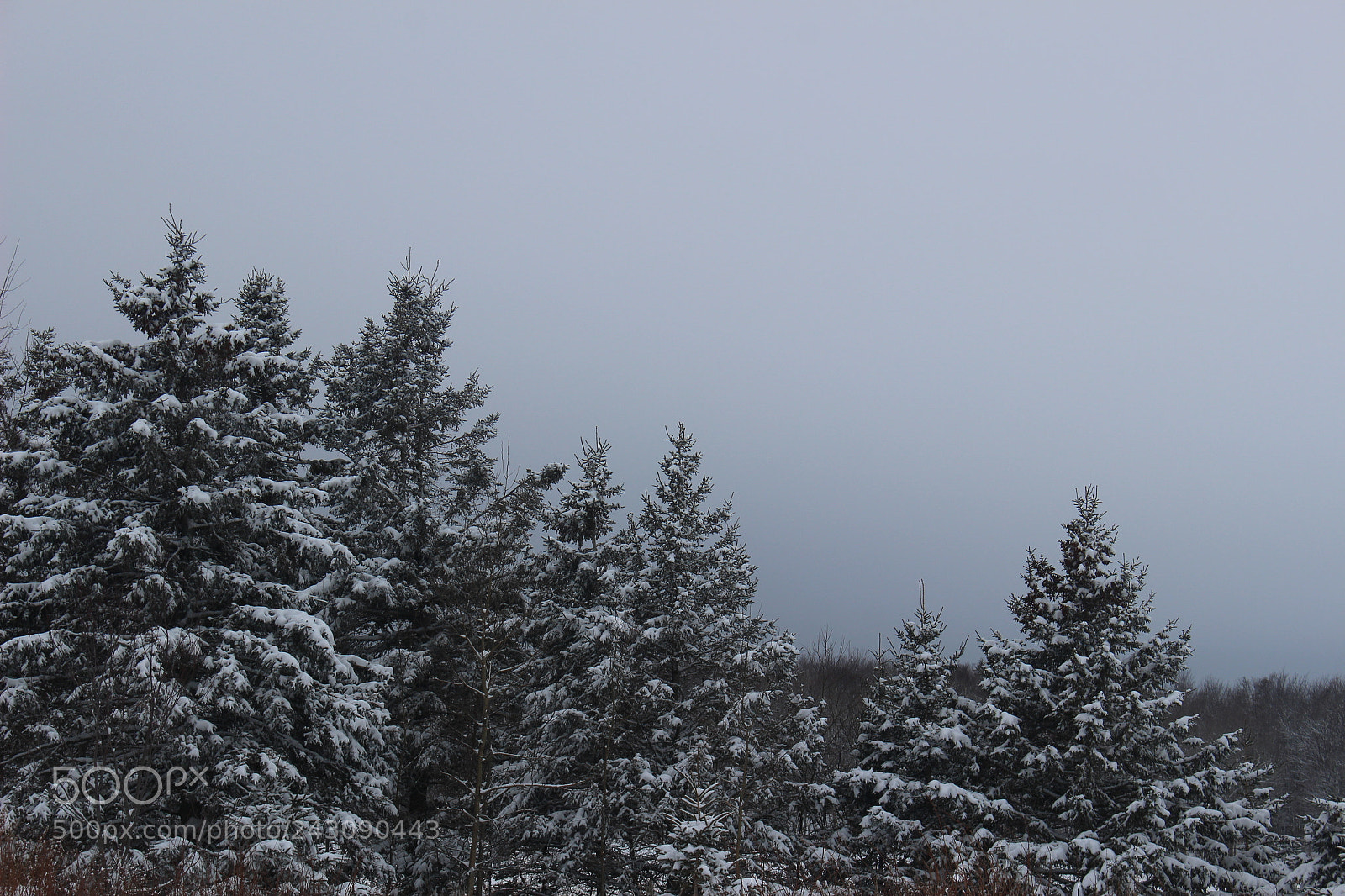 Canon EOS 100D (EOS Rebel SL1 / EOS Kiss X7) sample photo. Winter wonderland photography