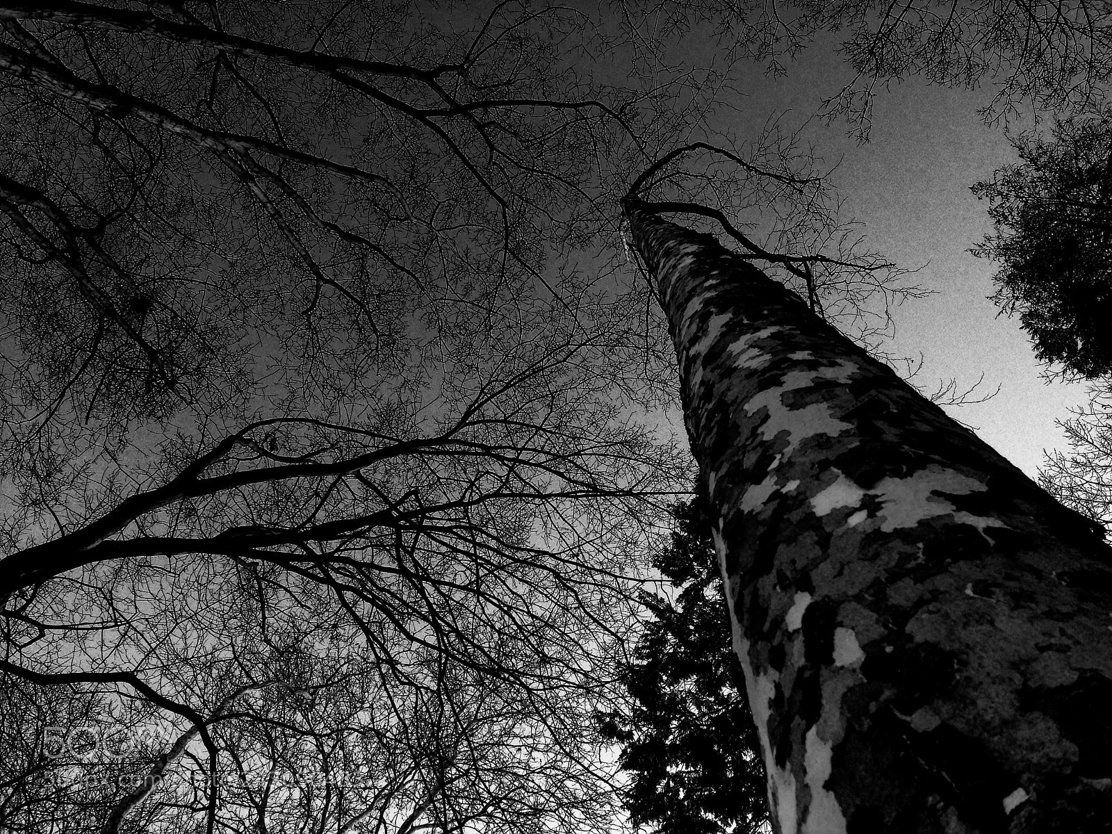 Apple iPhone 5 sample photo. The bare birch . photography
