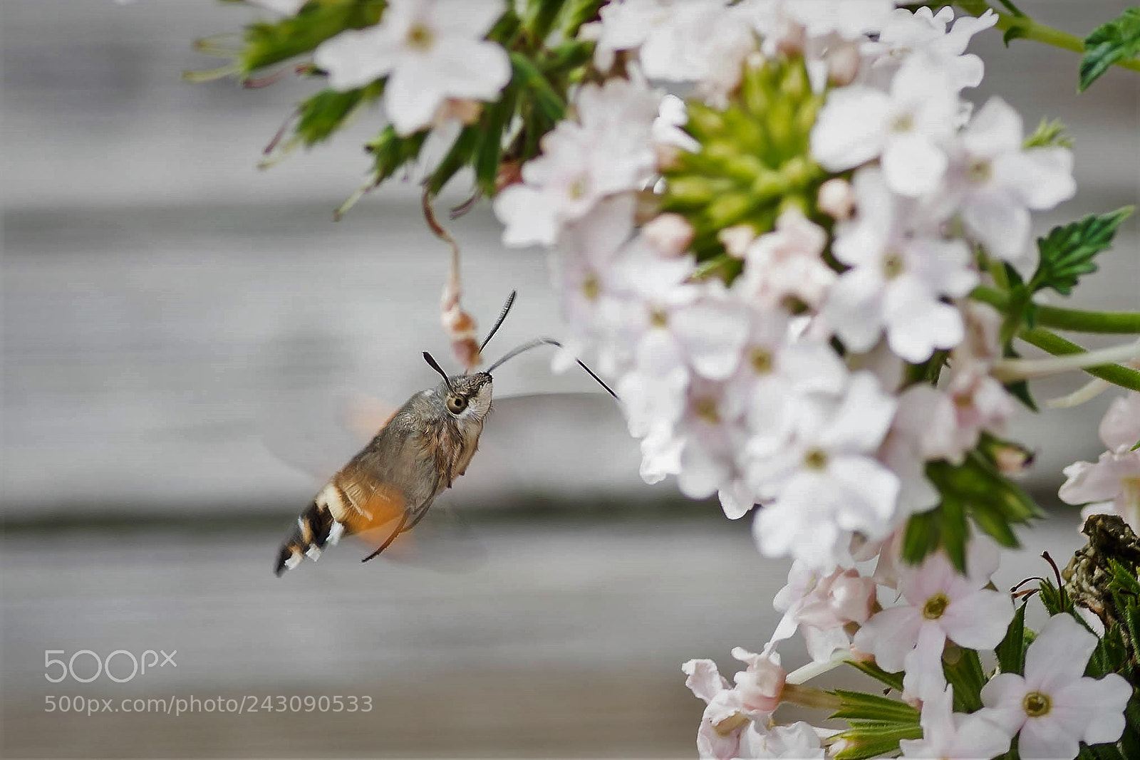 Nikon D7200 sample photo. Moro sphinx - hummingbird photography