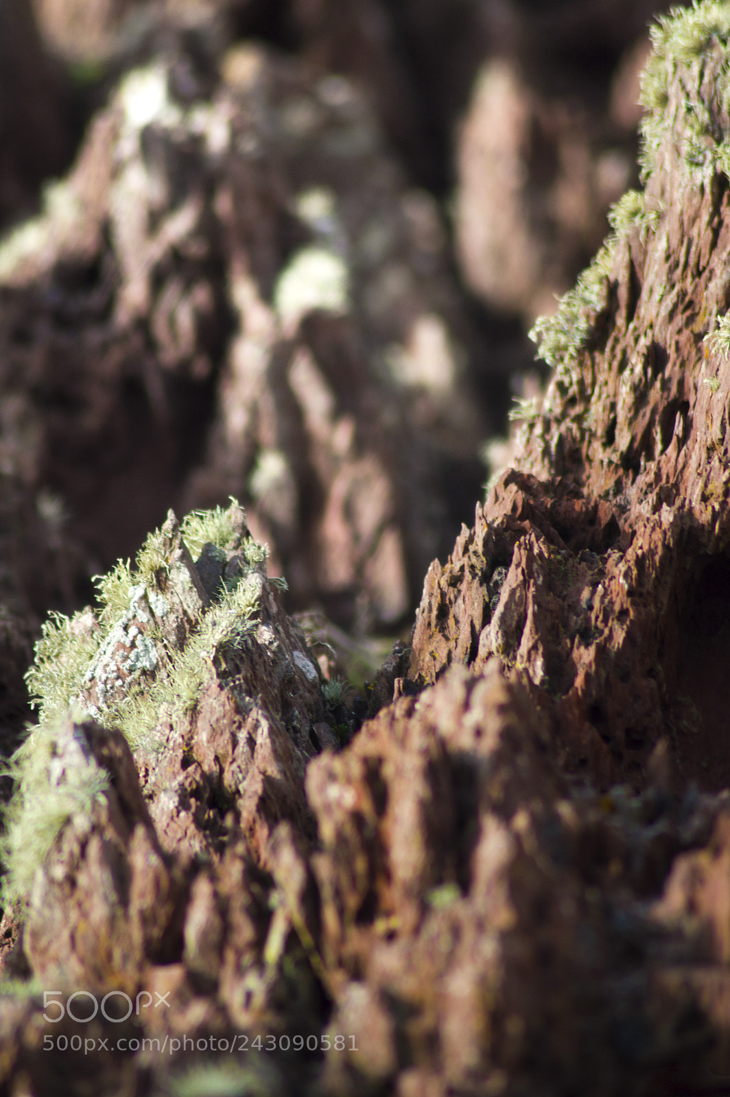 Nikon D3200 sample photo. Treacherous landscape in macro photography