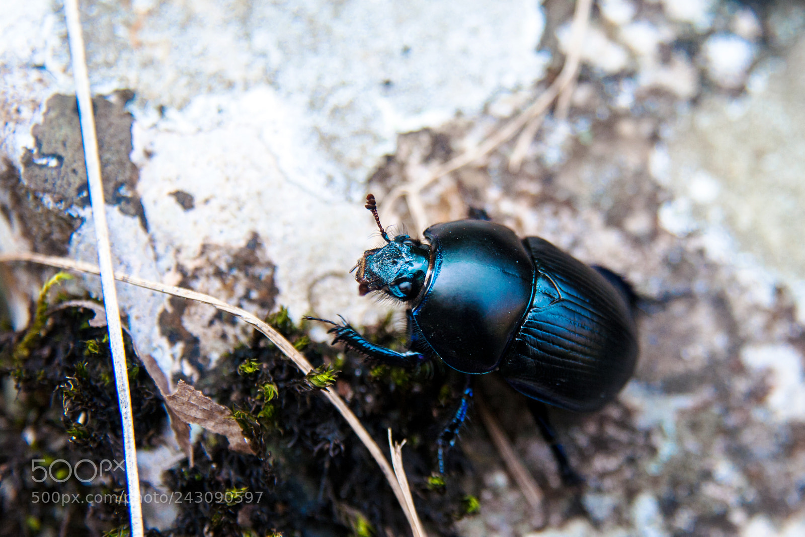 Canon EOS 400D (EOS Digital Rebel XTi / EOS Kiss Digital X) sample photo. A freindly beetle photography