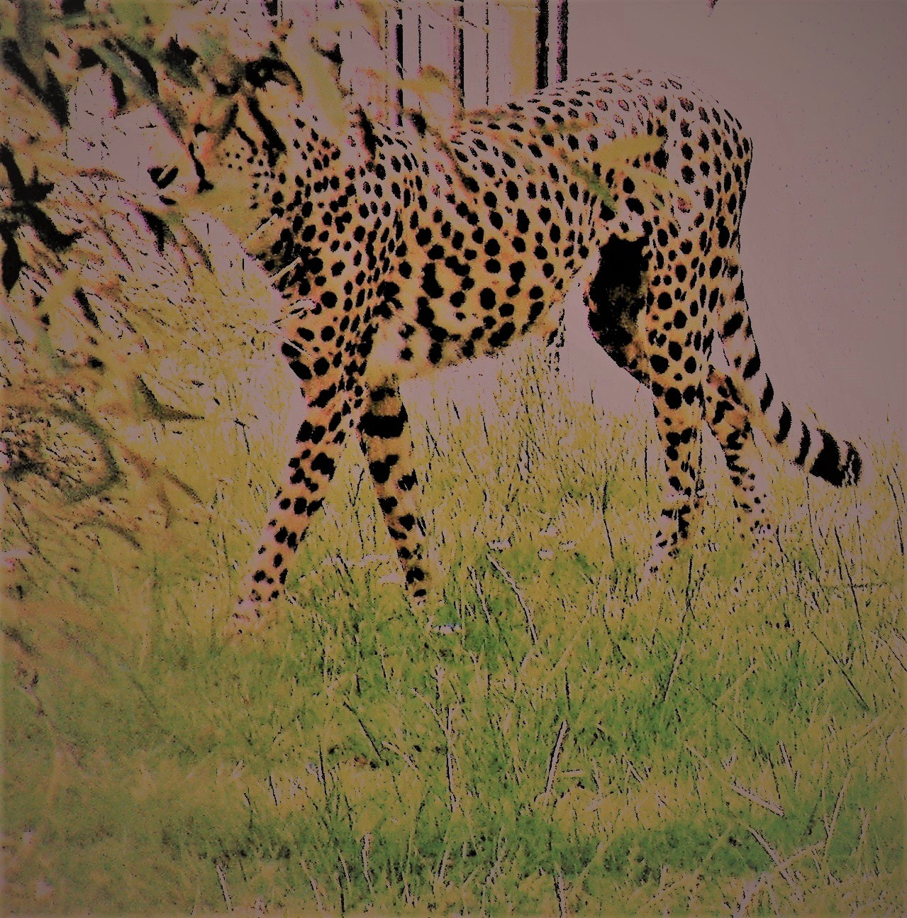 Fujifilm FinePix S8100fd sample photo. Cheetah photography