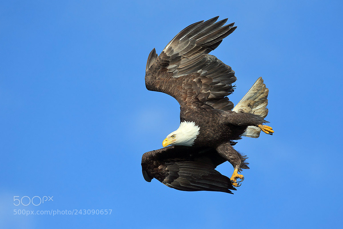 Canon EOS-1D X sample photo. Bald eagle in dive photography