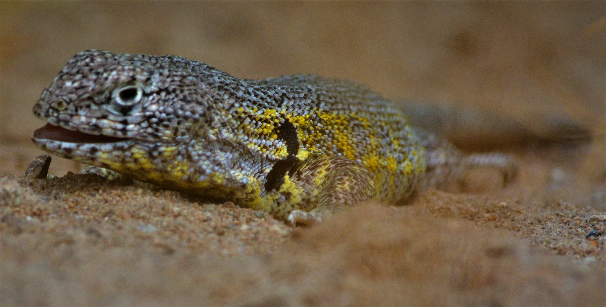 AF Nikkor 300mm f/4 IF-ED sample photo. Liolaemus del norte chico, chile photography