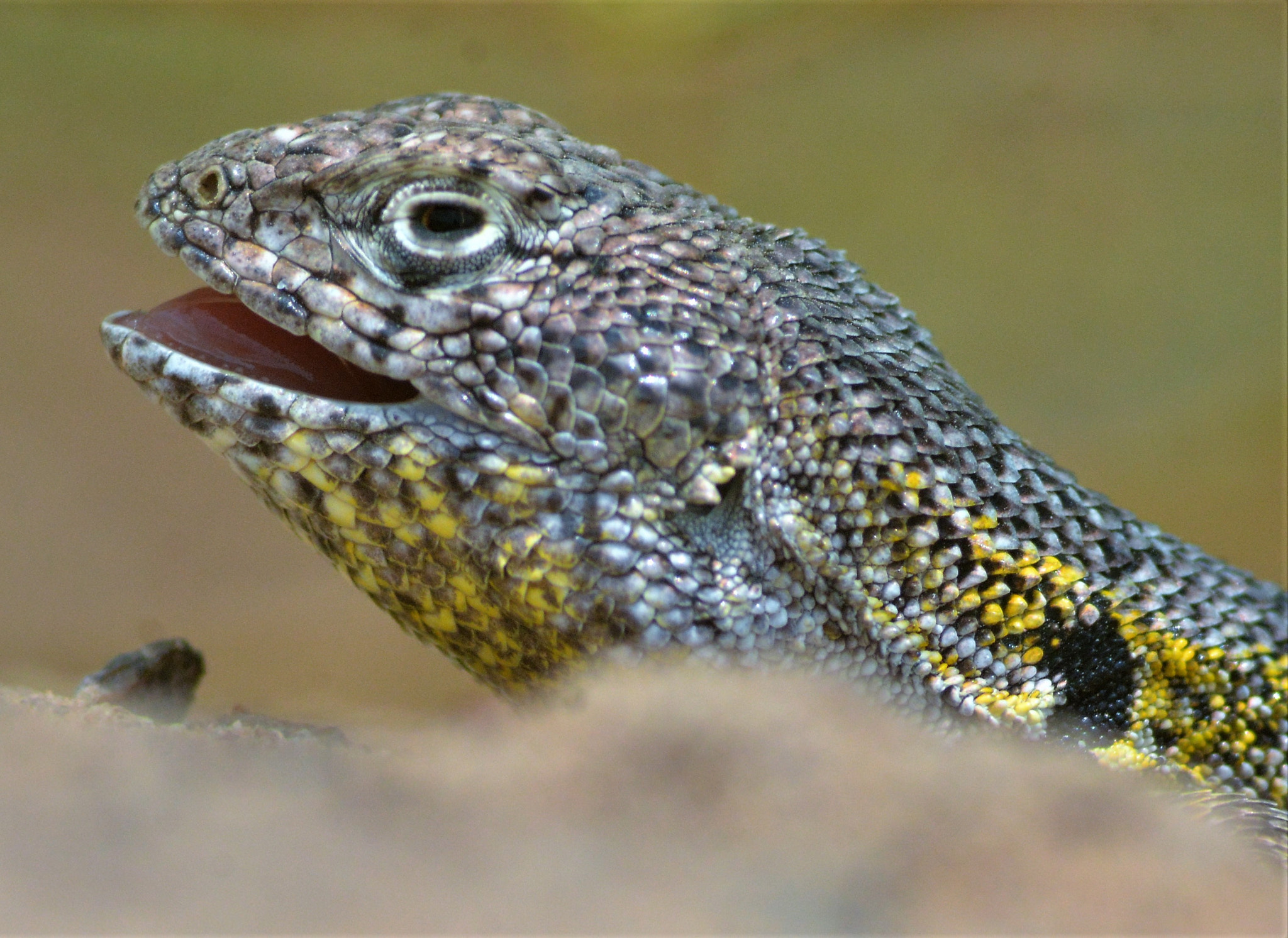 AF Nikkor 300mm f/4 IF-ED sample photo. Liolaemus del norte chico, chile photography