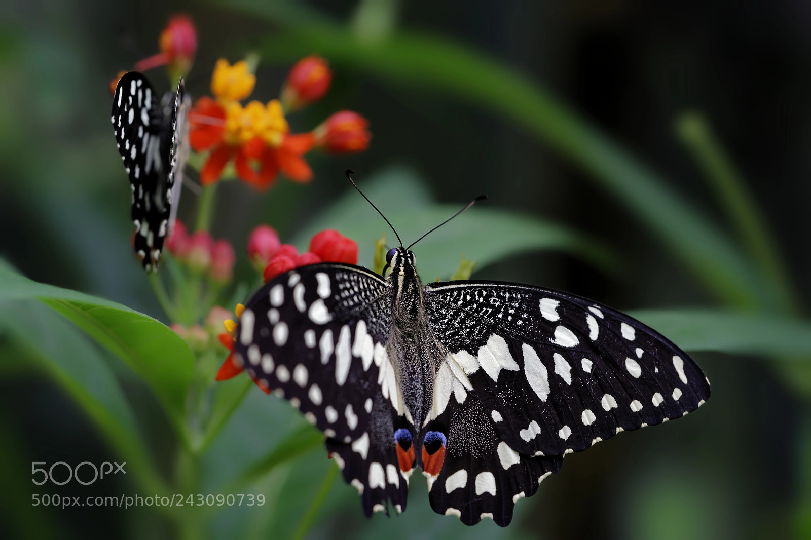 Sony a7 II sample photo. Papilio demodocus photography