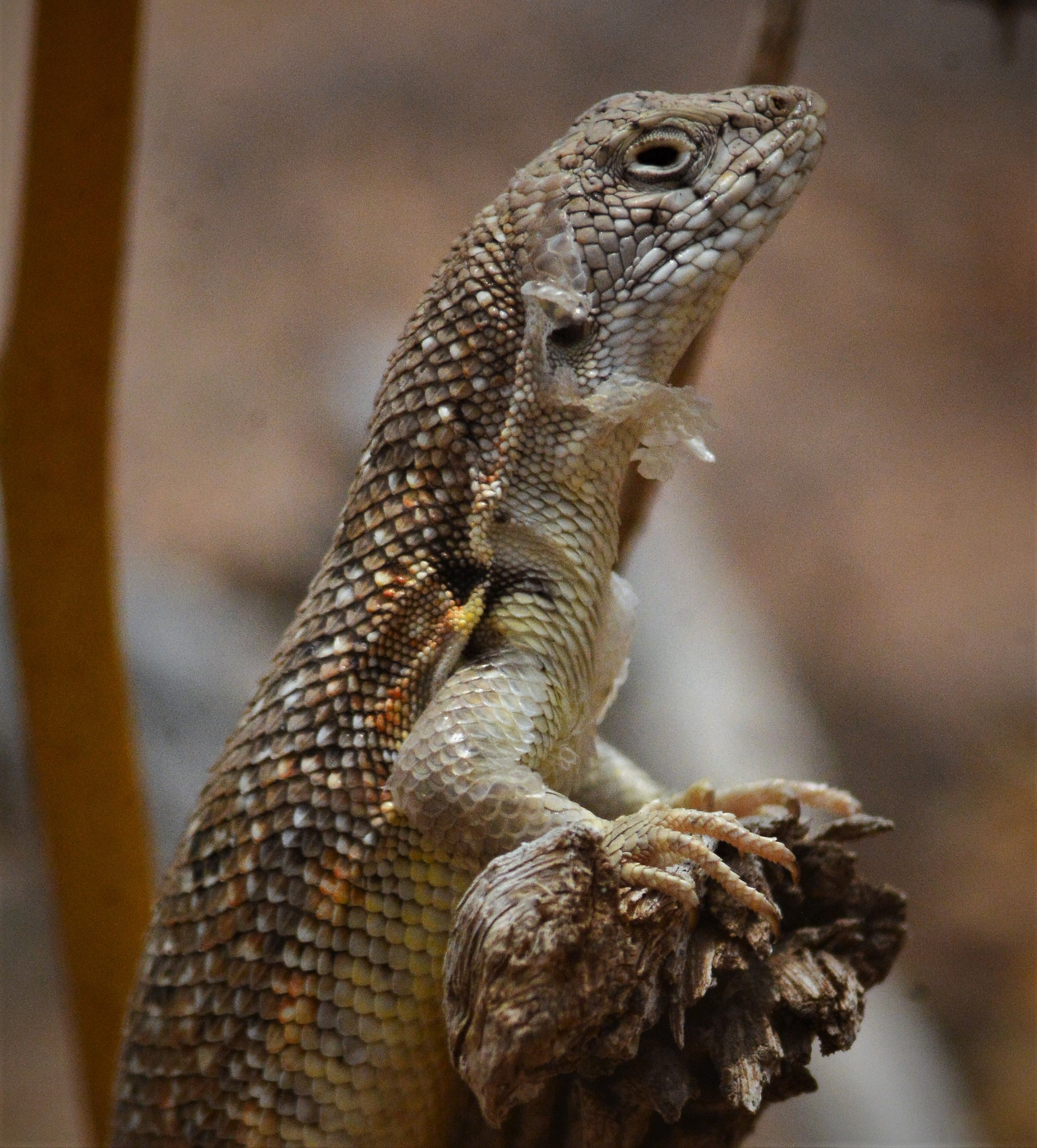 AF Nikkor 300mm f/4 IF-ED sample photo. Liolaemus del norte chico, chile photography