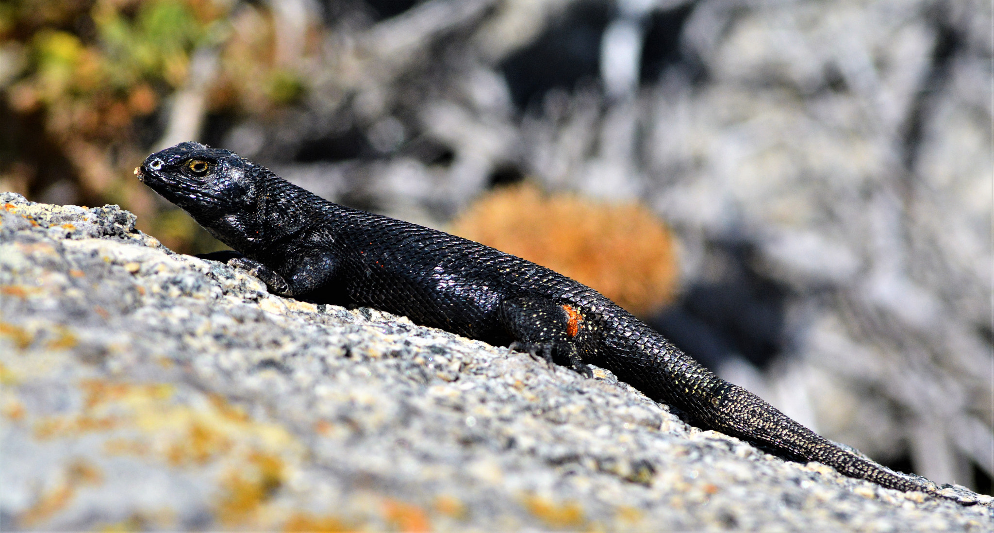 Nikon D7100 sample photo. Liolaemus del norte chico, chile photography