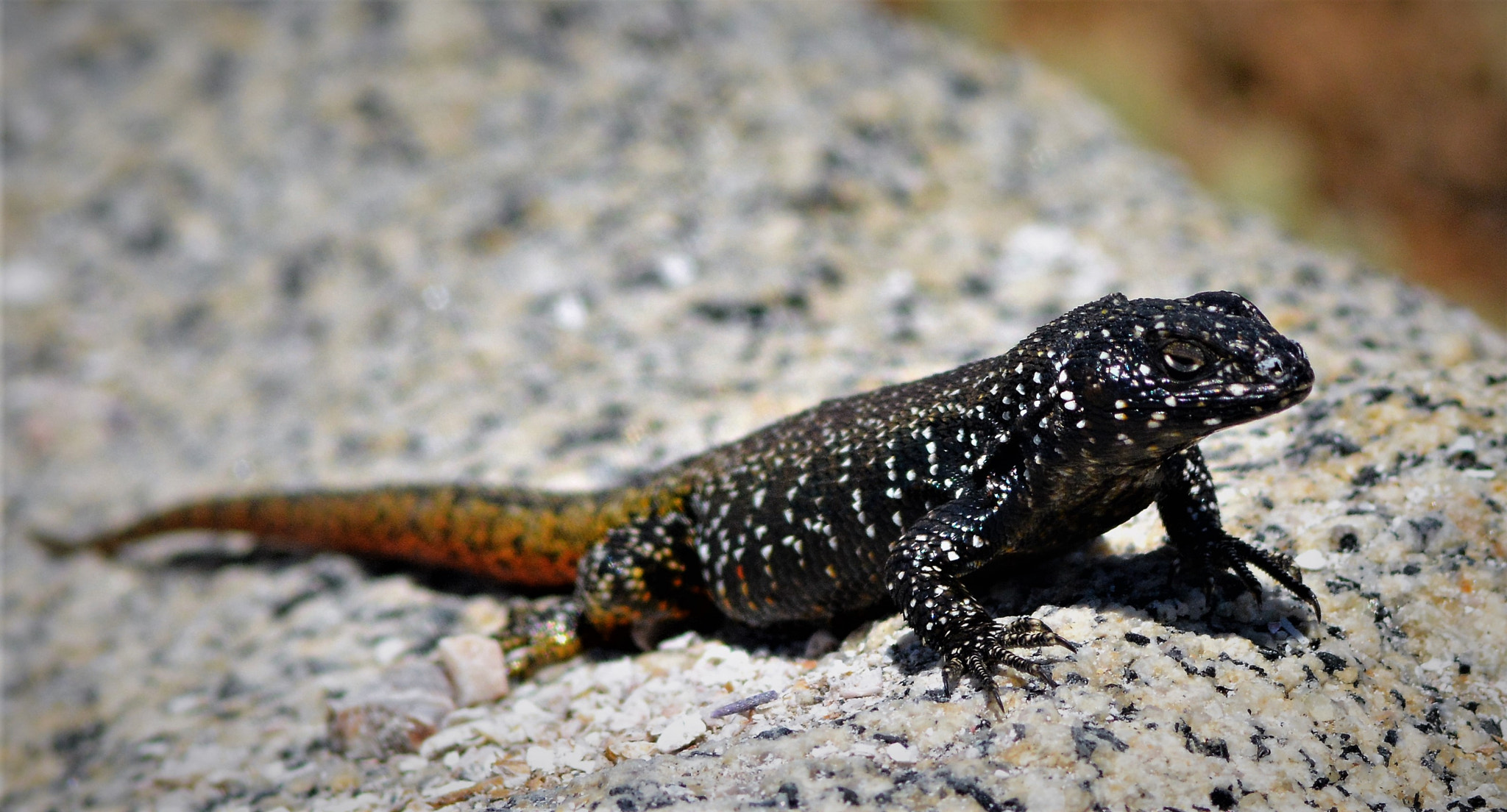 AF Nikkor 300mm f/4 IF-ED sample photo. Liolaemus del norte chico, chile photography