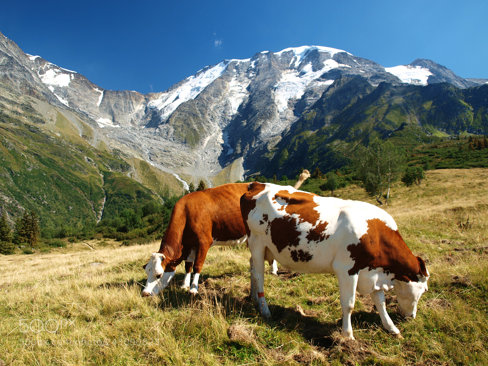 Olympus E-520 (EVOLT E-520) sample photo. 2 cows - hiking photography