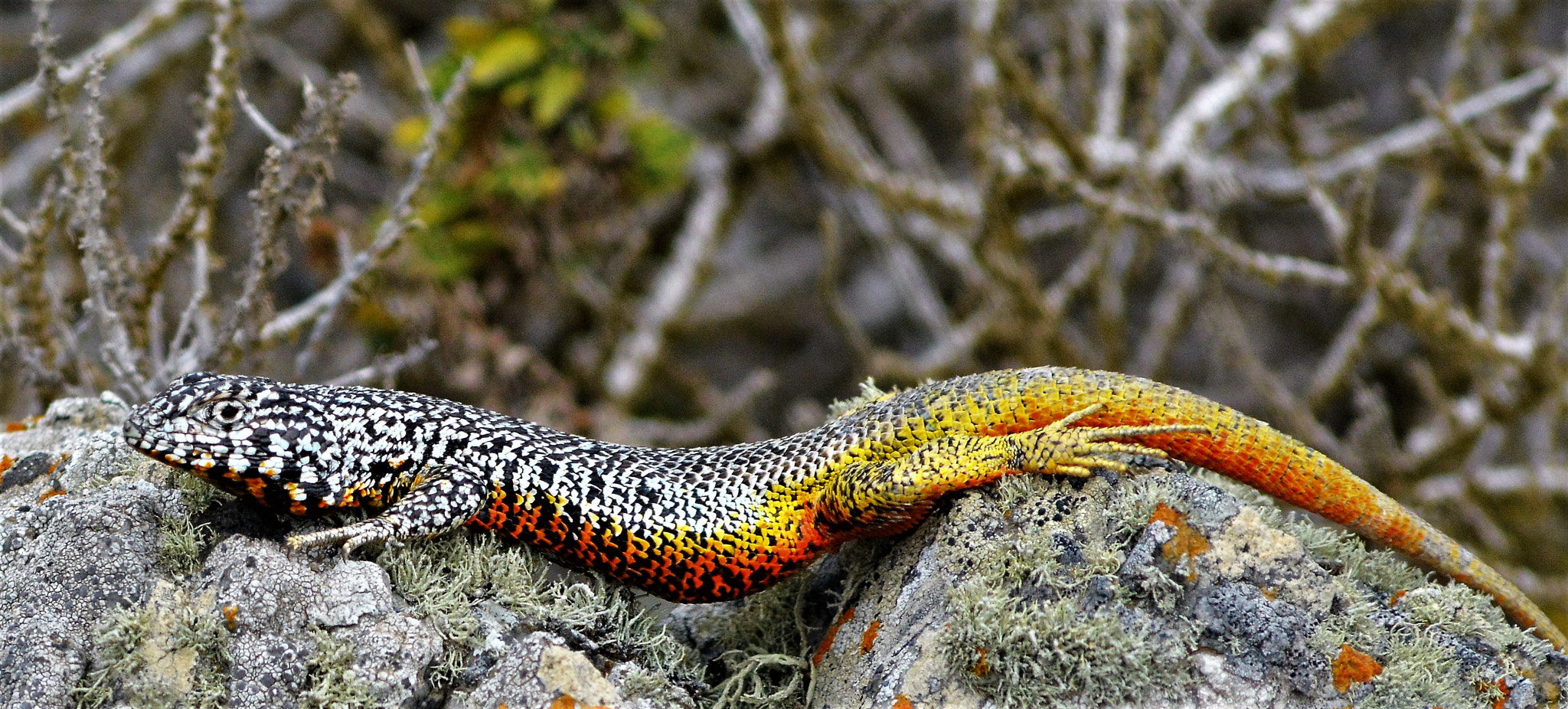 AF Nikkor 300mm f/4 IF-ED sample photo. Liolaemus del norte chico, chile photography