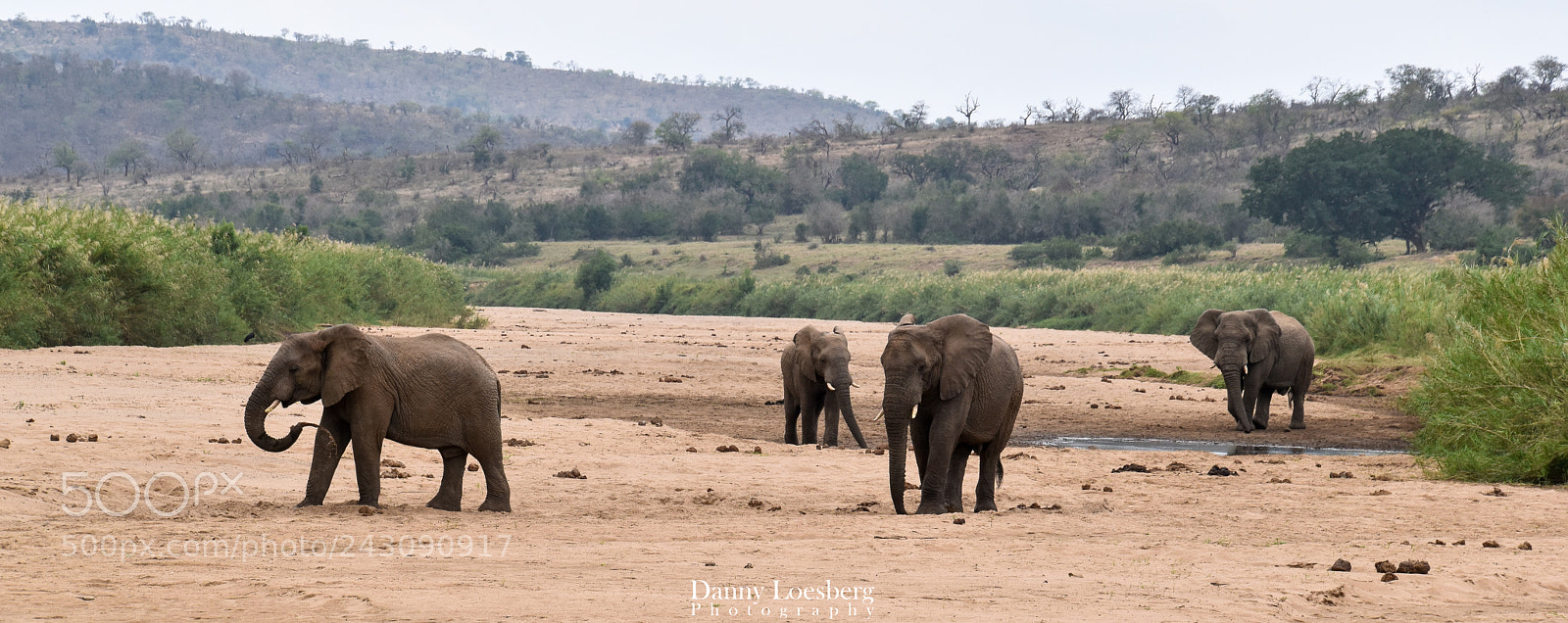 Nikon D5500 sample photo. Elephants photography