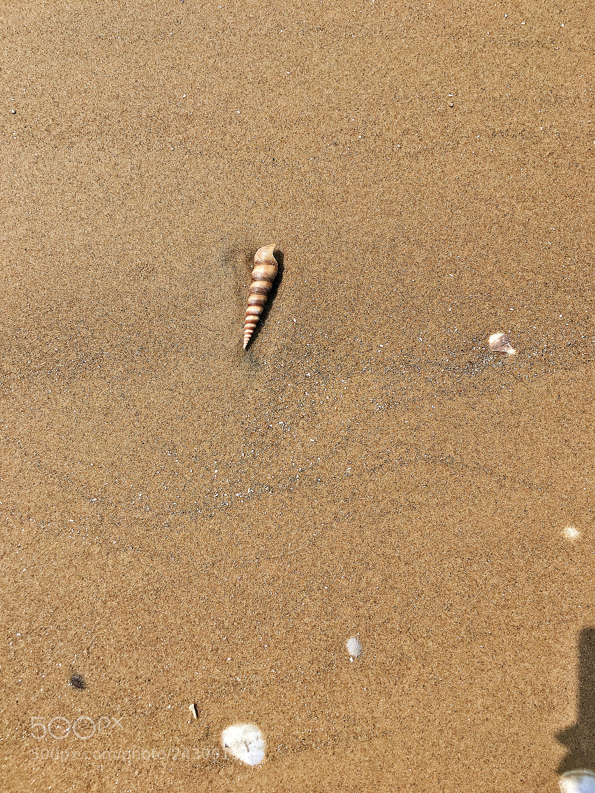 Apple iPhone 6s sample photo. Sea shells photography