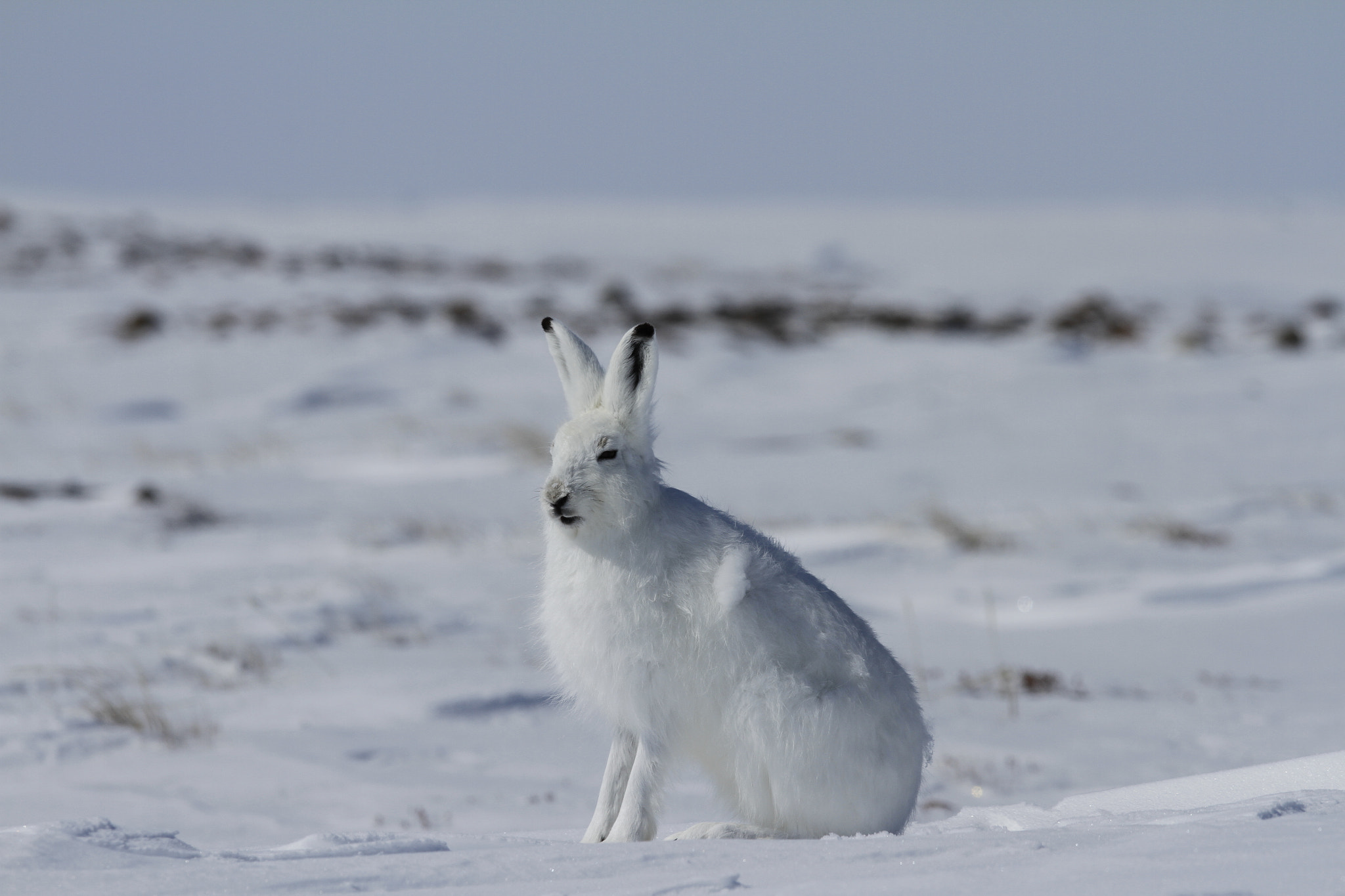 Canon EOS 7D sample photo. Arctic hare (lepus arcticus) sitting on snow in spring, shedding winter coat photography