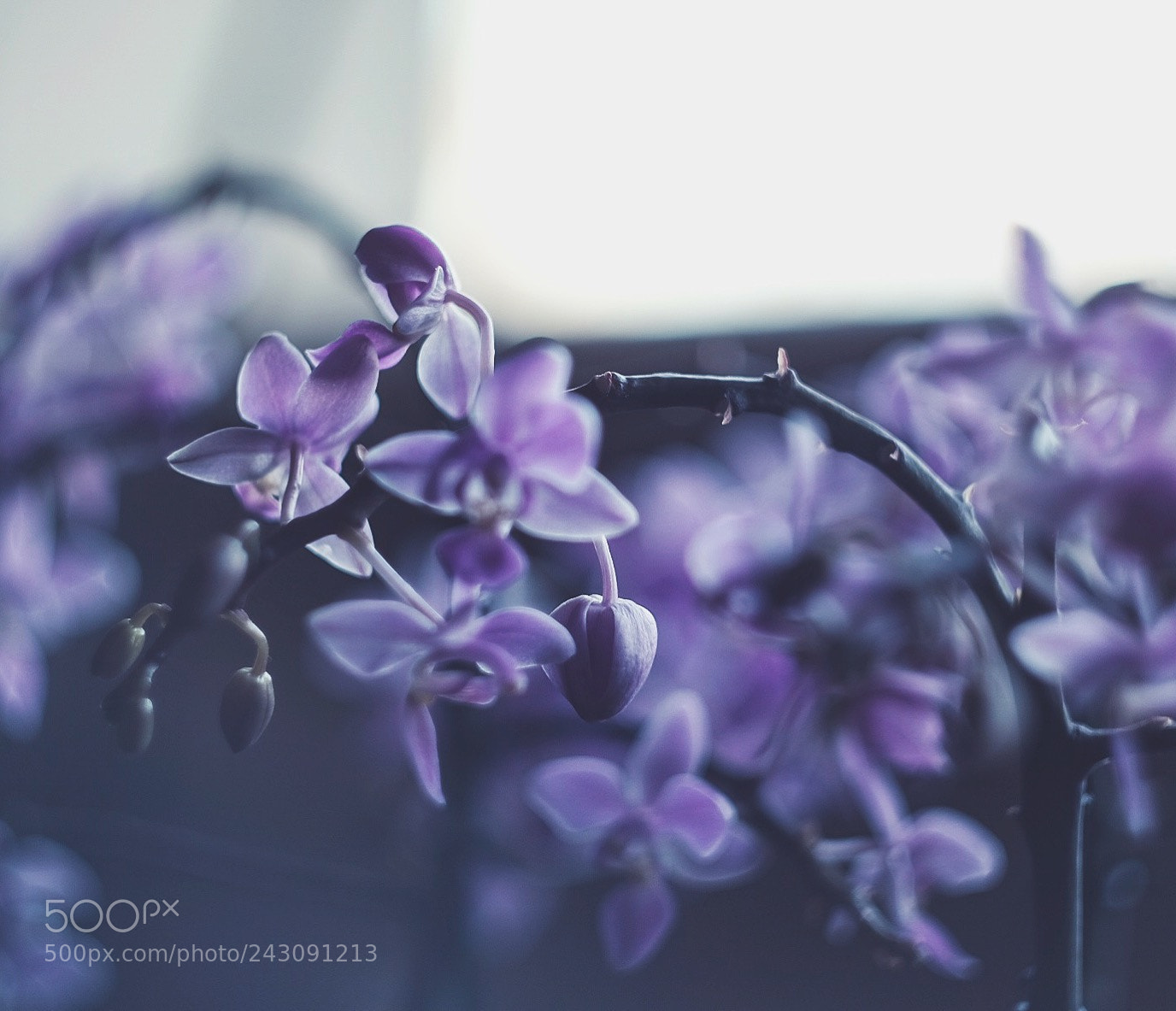Fujifilm X-T10 sample photo. Untitled photography