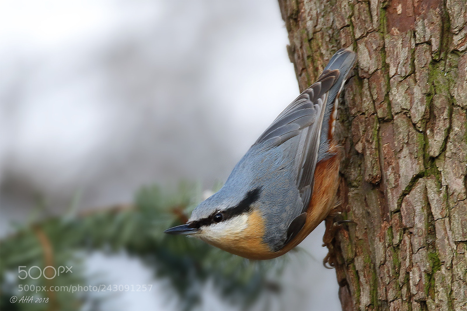 Canon EOS 7D Mark II sample photo. Eurasian nuthatch photography