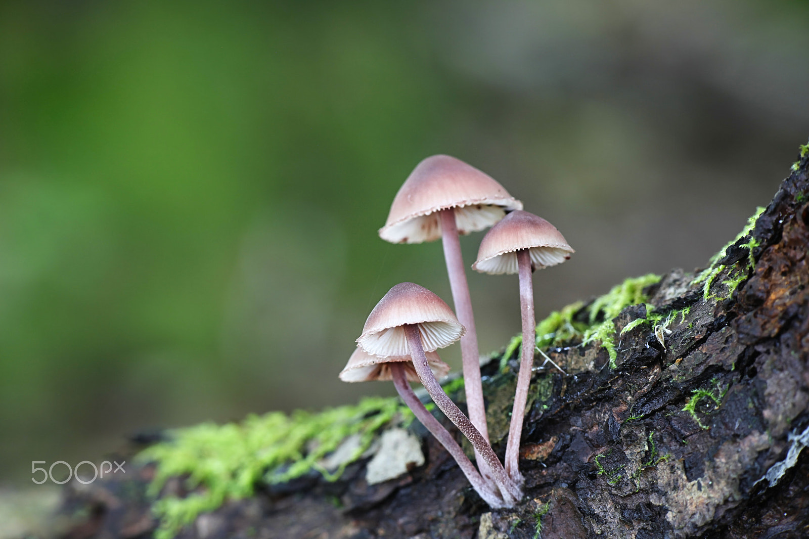 Canon EF 100mm F2.8L Macro IS USM sample photo. Bleeding fairy helmet, mycena haematopus photography