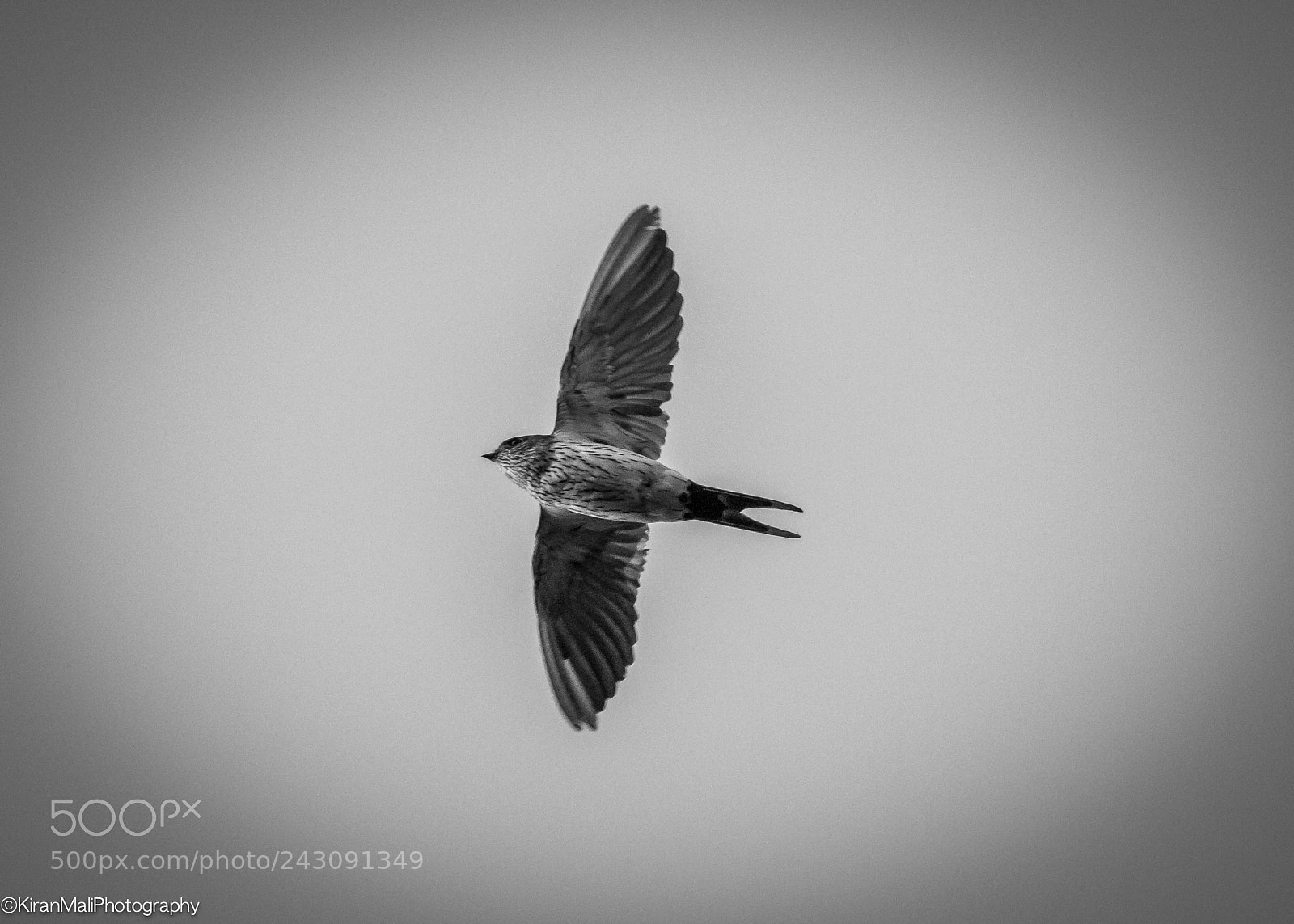 Canon EOS 7D Mark II sample photo. Swallow in flight photography