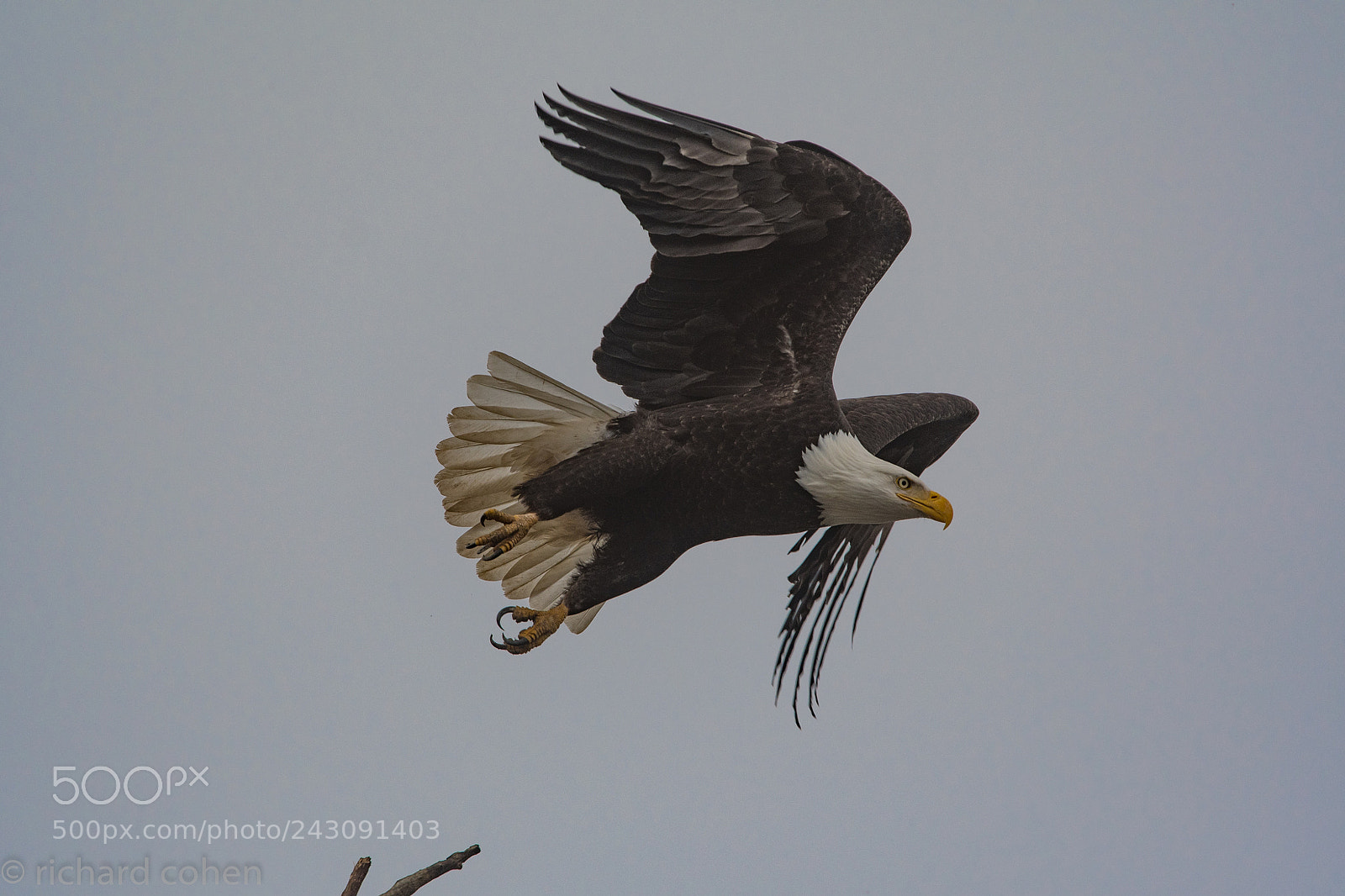 Nikon D500 sample photo. Take off! photography