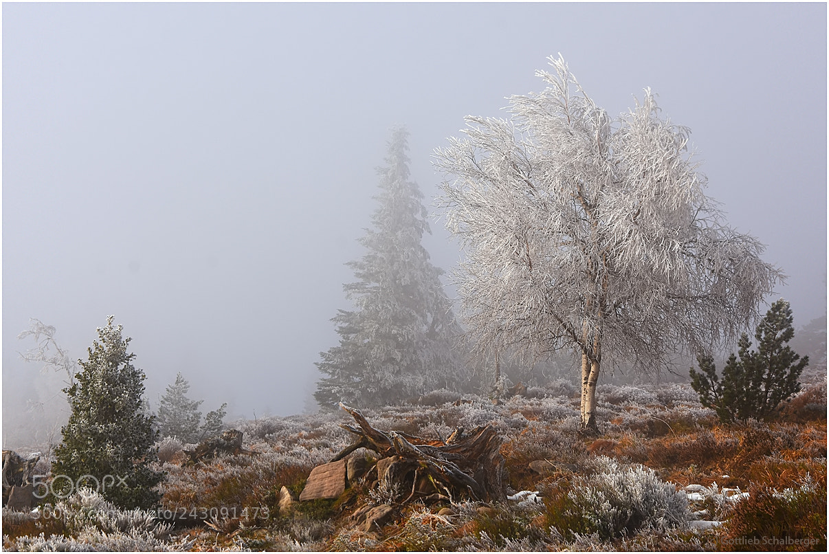 Nikon D7200 sample photo. Black forest in white photography
