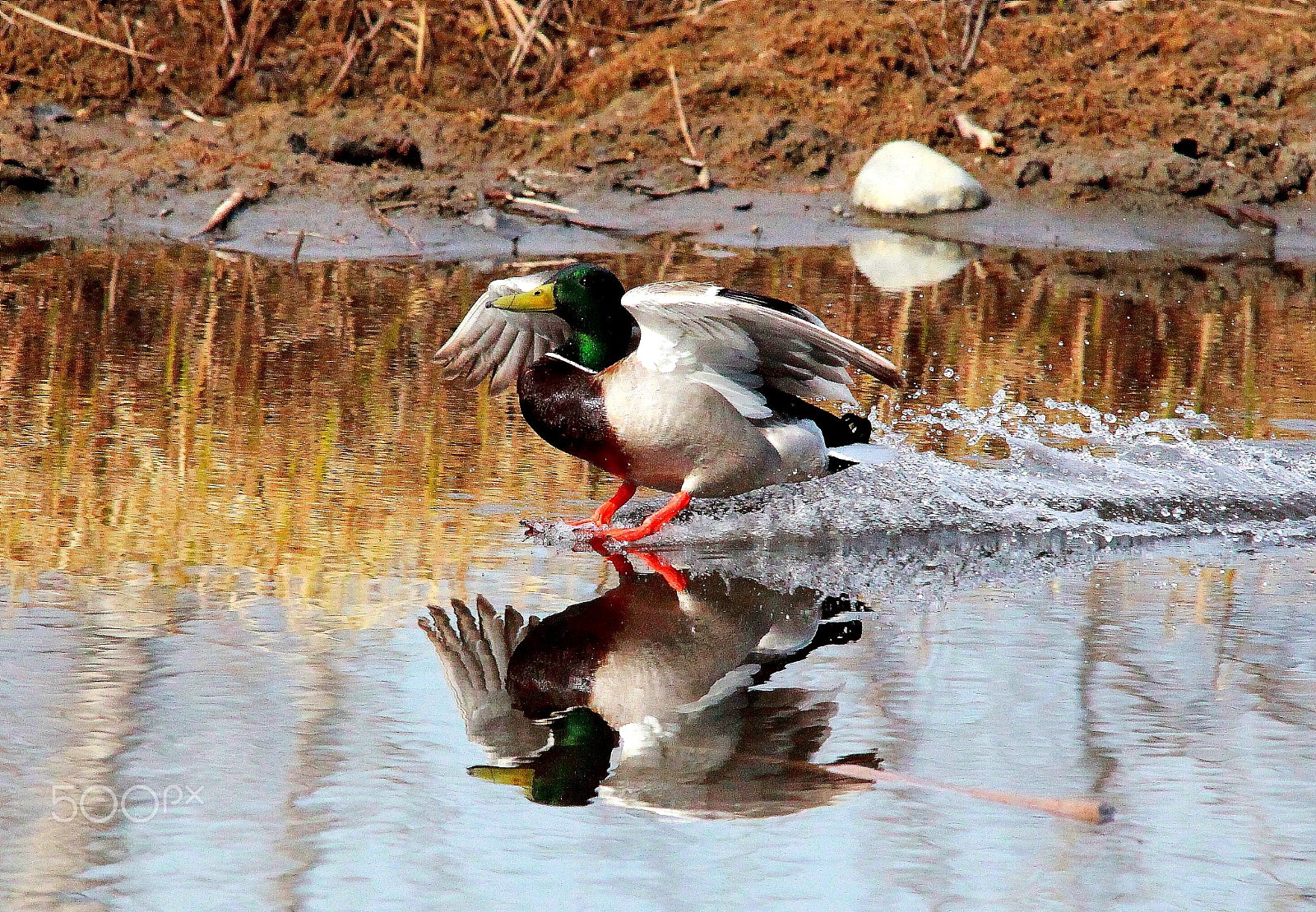 Canon 150-500mm sample photo. Ibc smooth landing photography