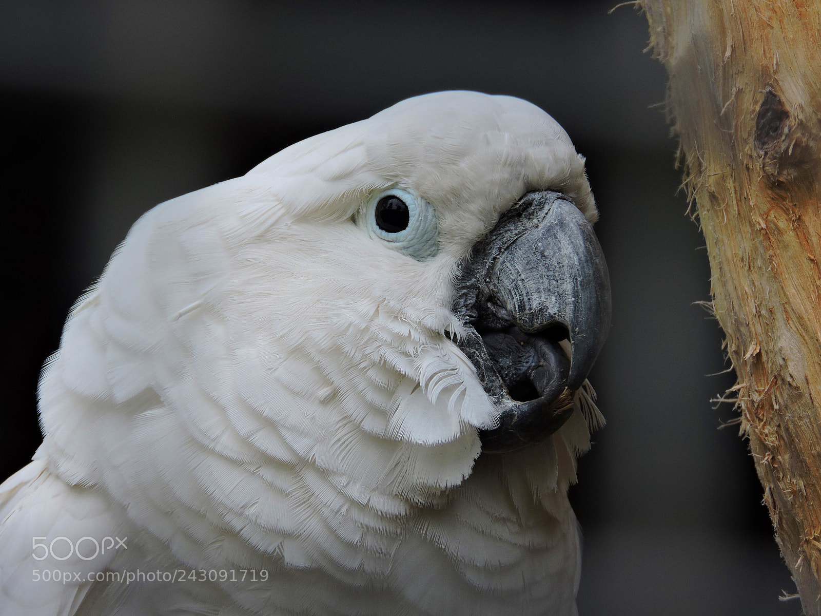 Nikon Coolpix P530 sample photo. White bird photography