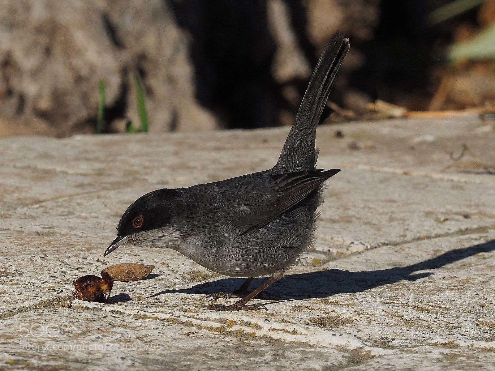 Olympus OM-D E-M1 sample photo. Curruca cabecinegra (sylvia melanocephala) photography