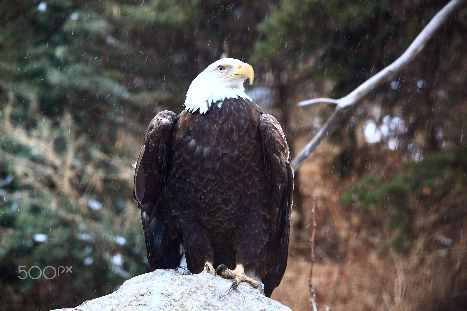 Canon 150-500mm sample photo. Bald eagle in snow photography