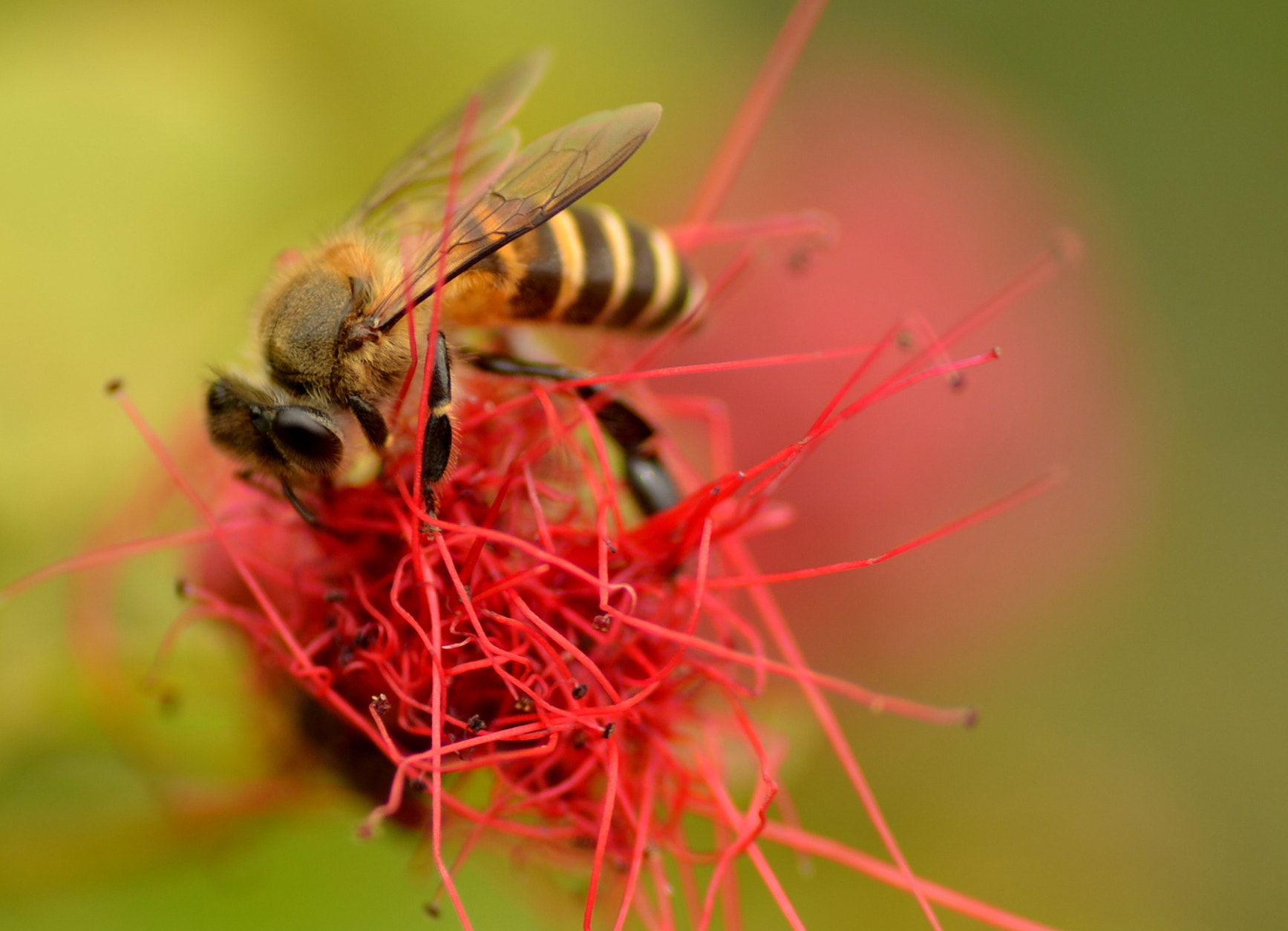 Nikon D5100 sample photo. Busy bee photography