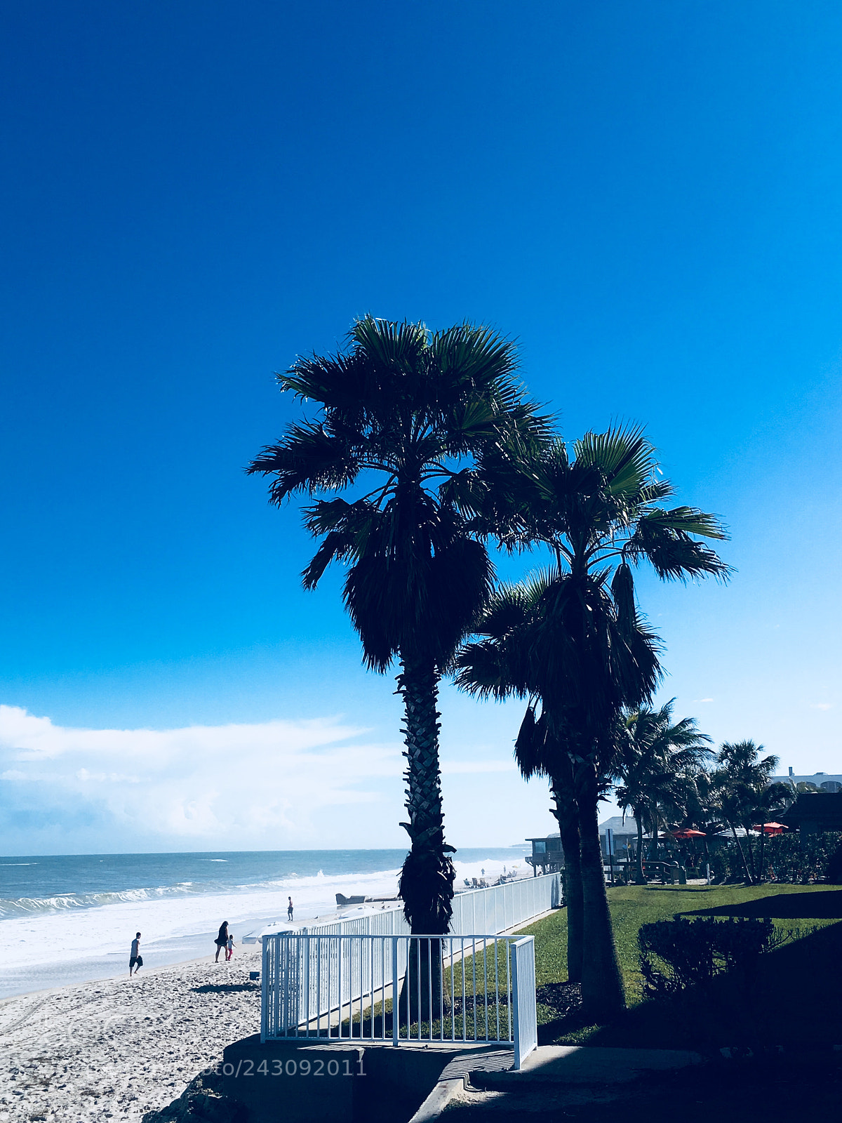 Apple iPhone SE sample photo. Palms photography