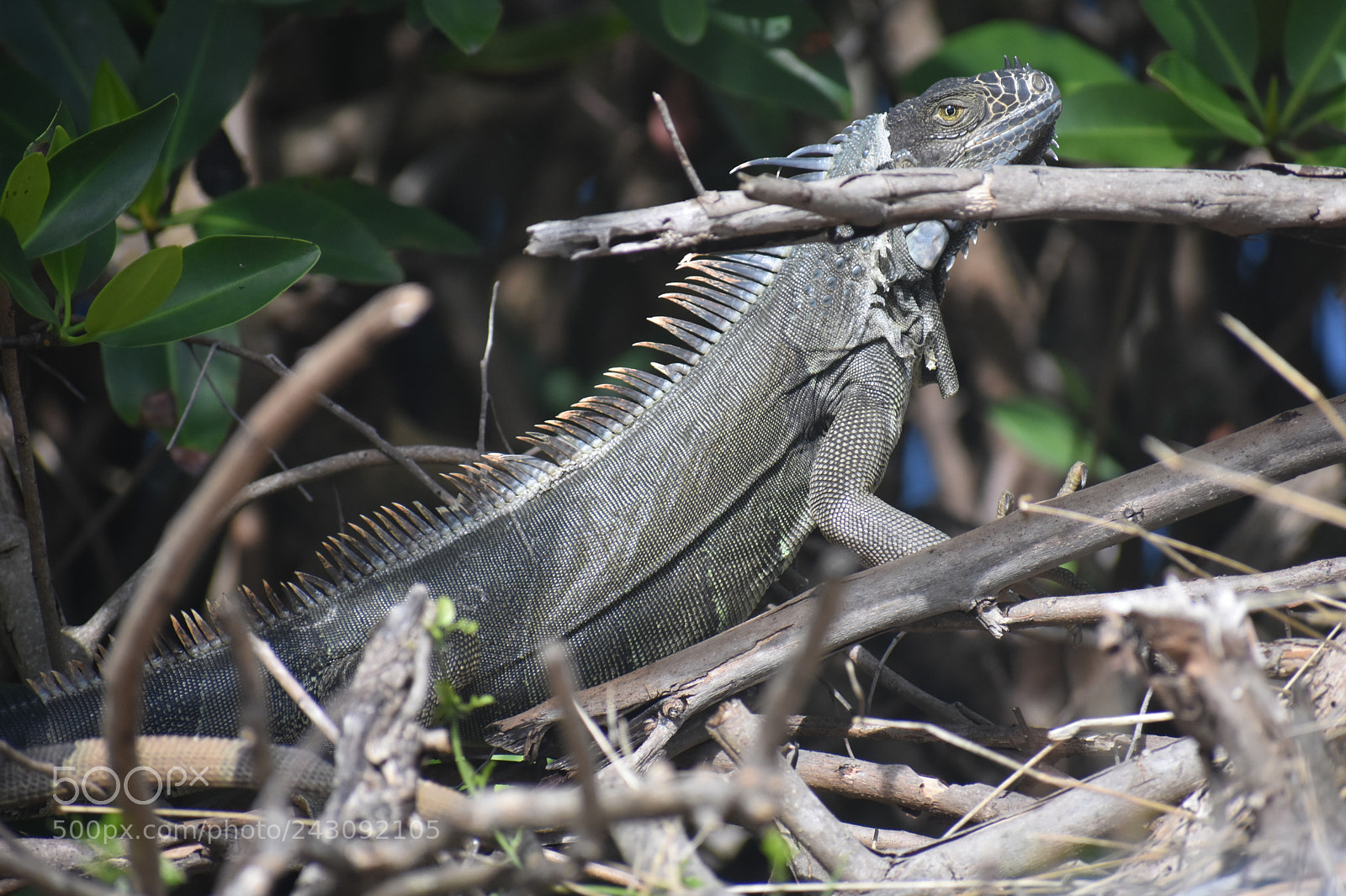 Nikon D3400 sample photo. Sneaky iguana photography