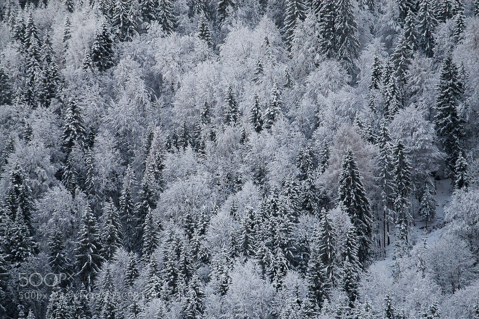 Canon EOS 30D sample photo. Winterforest photography