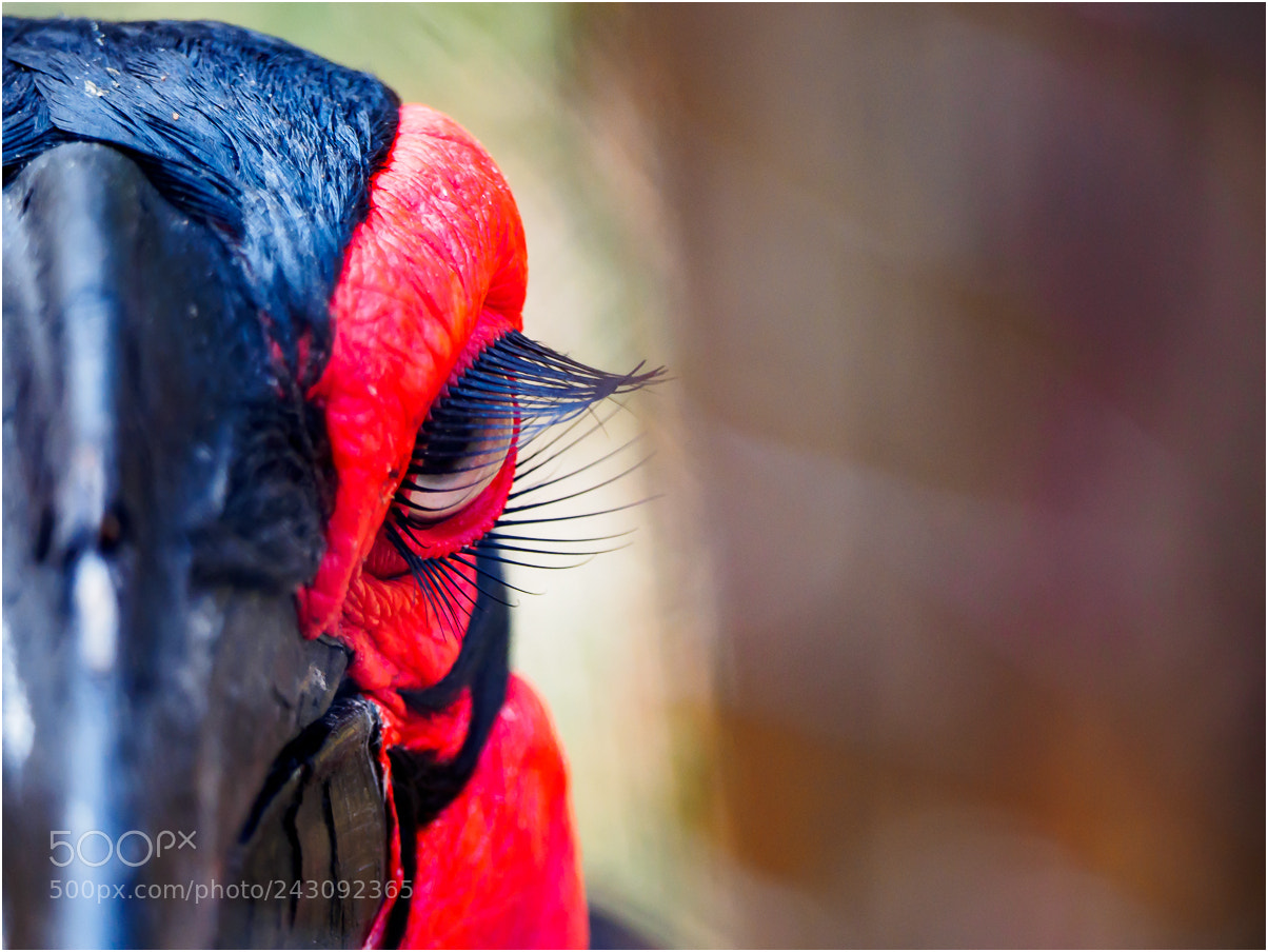 Olympus OM-D E-M1 sample photo. Southern ground hornbill photography