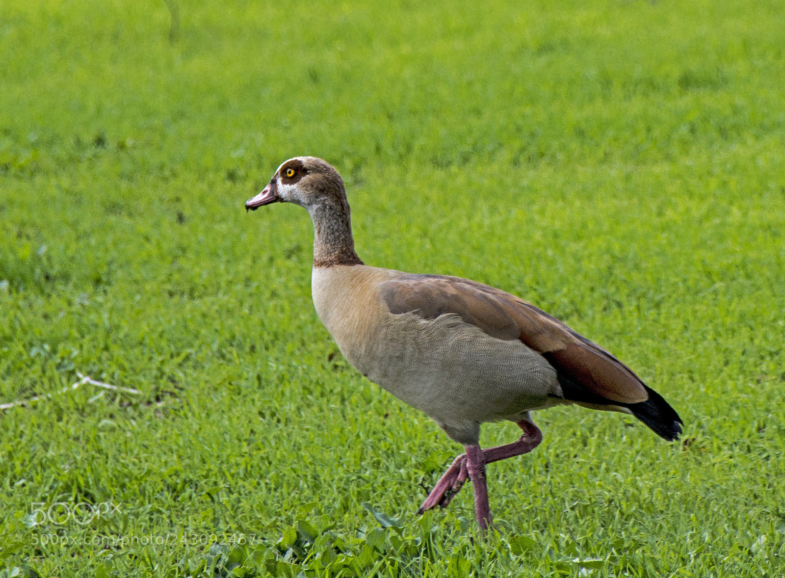 Nikon D7100 sample photo. Long legs. photography
