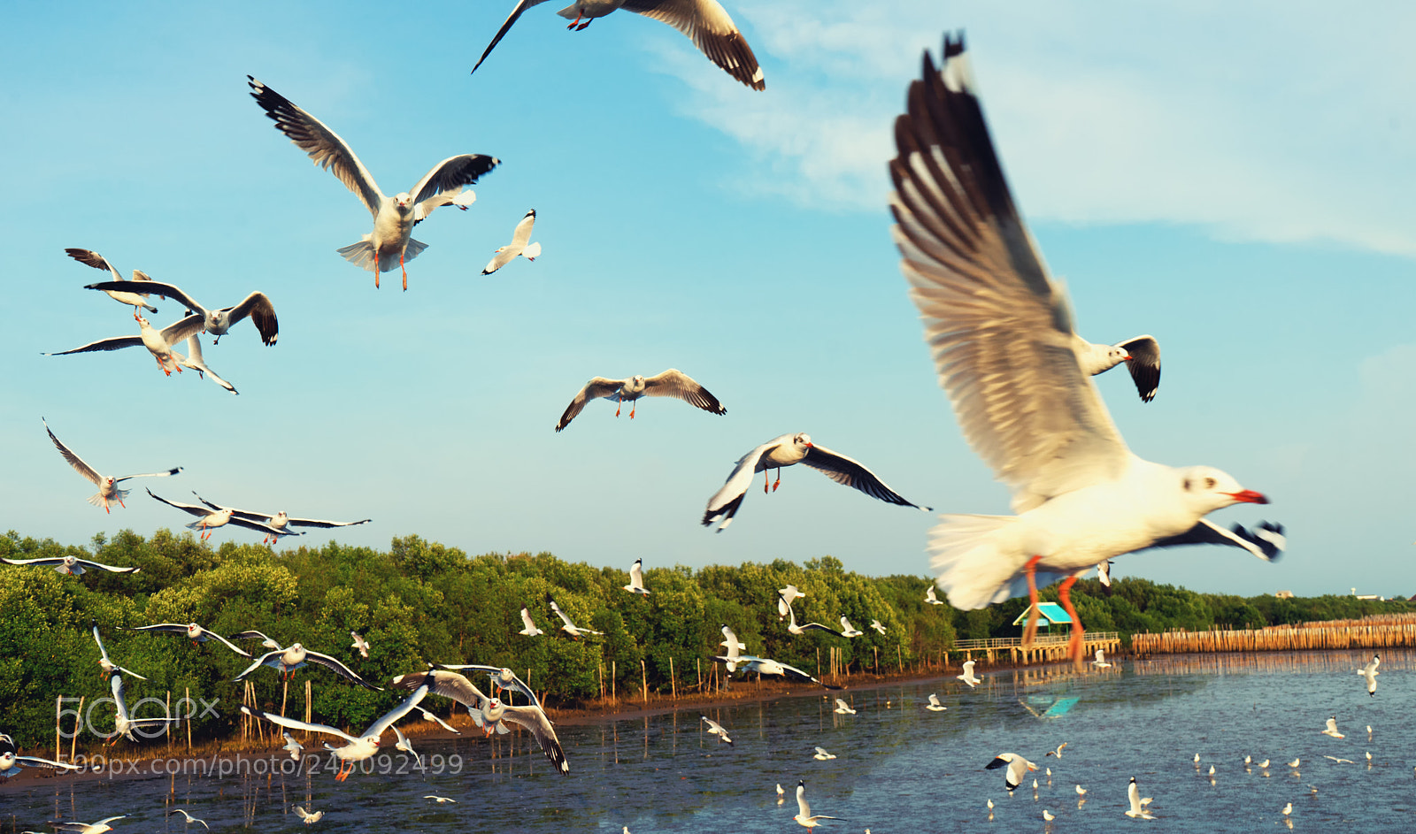 Sony a7 II sample photo. Seagulls flying over the photography
