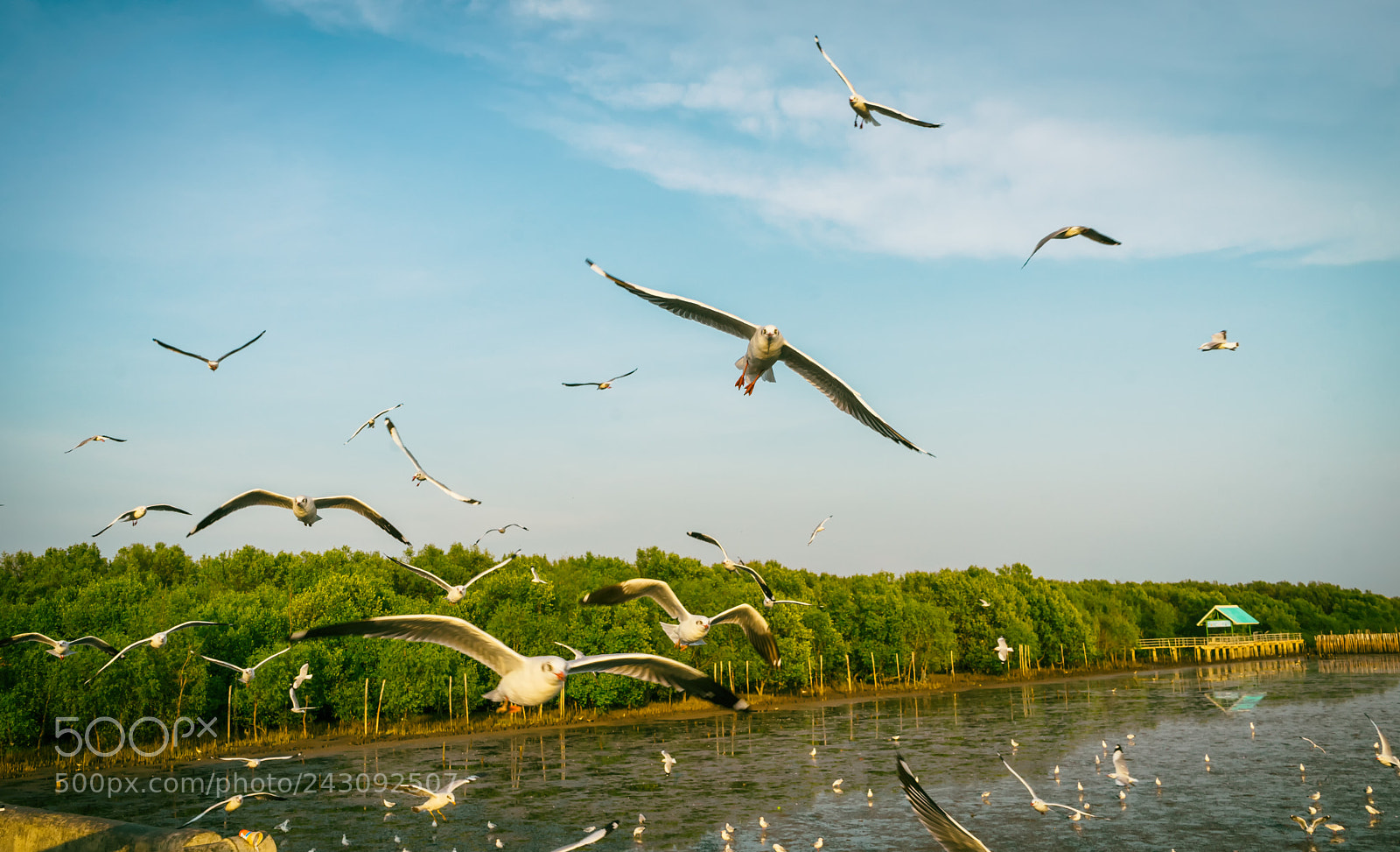 Sony a7 II sample photo. Seagulls flying over the photography