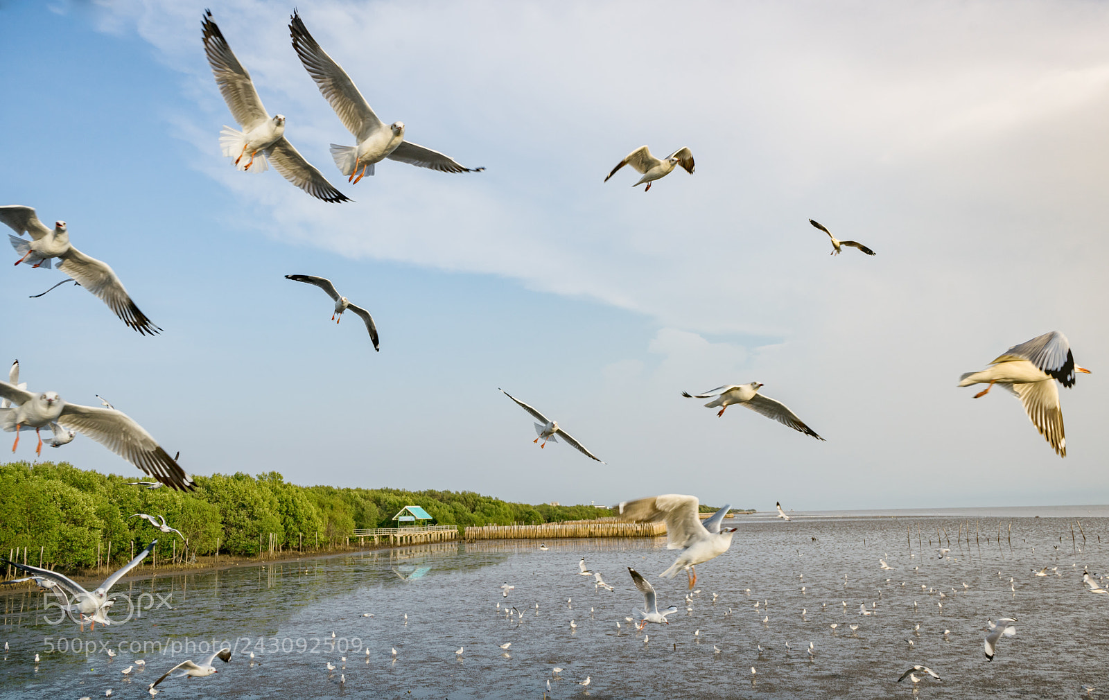 Sony a7 II sample photo. Seagulls flying over the photography