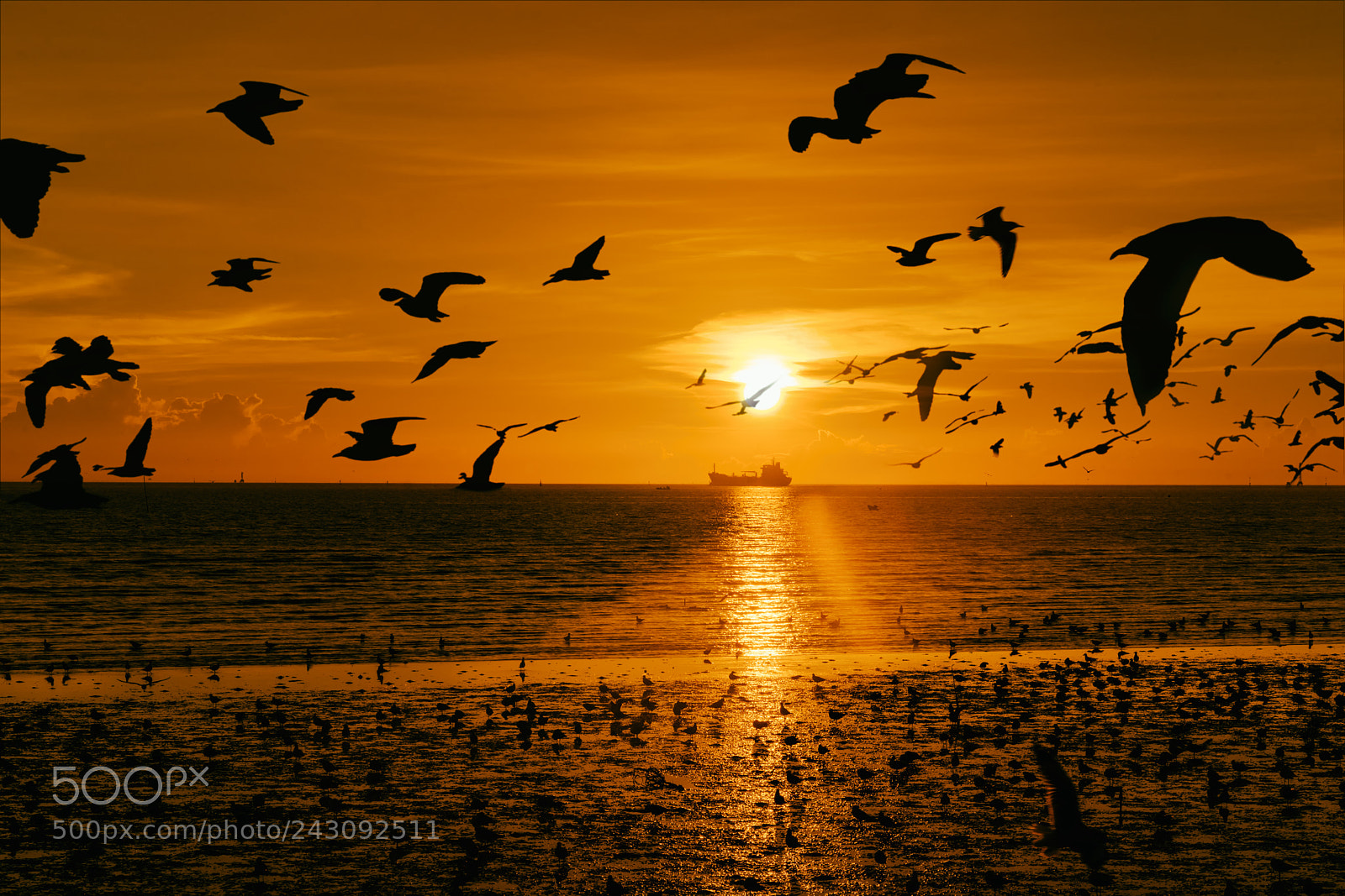Sony a7 II sample photo. Seagulls flying over the photography