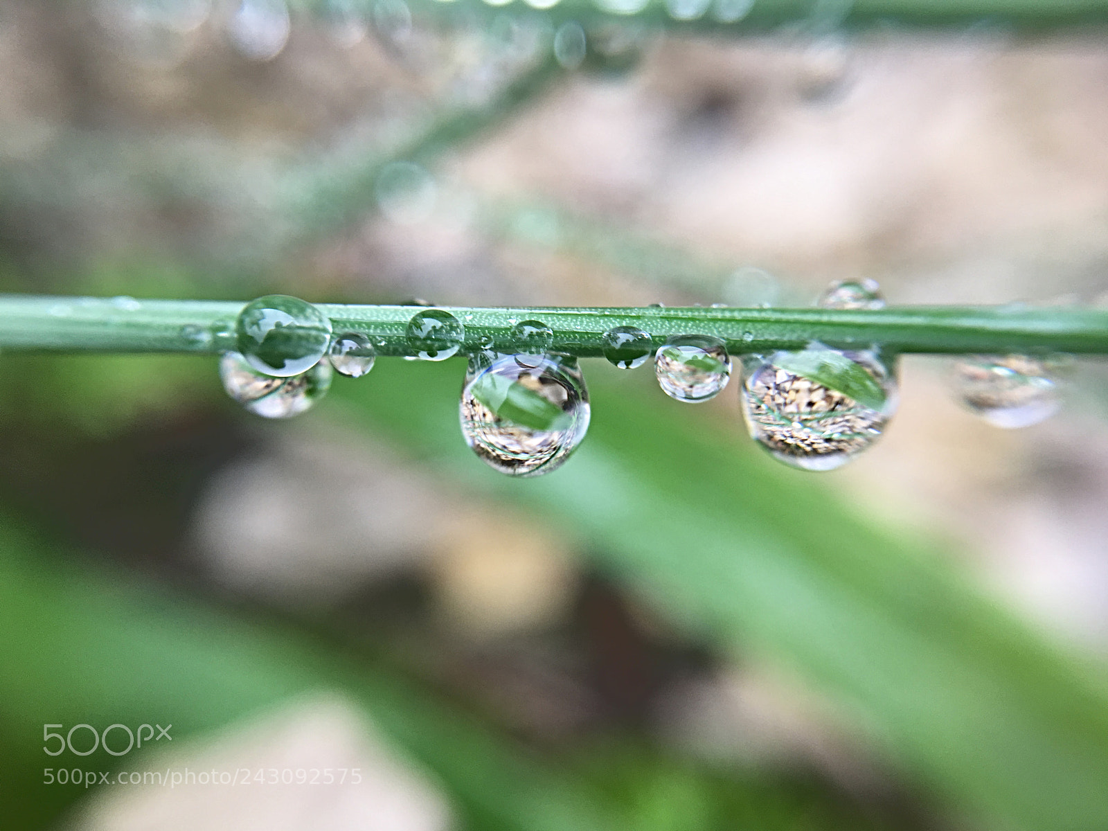 Apple iPhone 6s sample photo. Water drops with great photography
