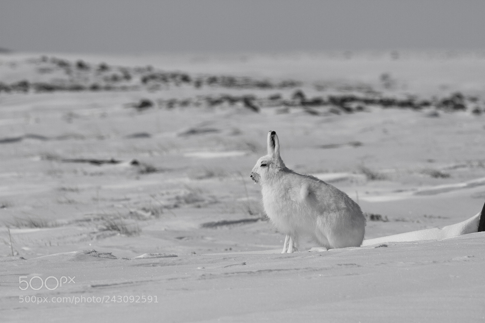 Canon EOS 7D sample photo. Arctic hare lepus arcticus photography