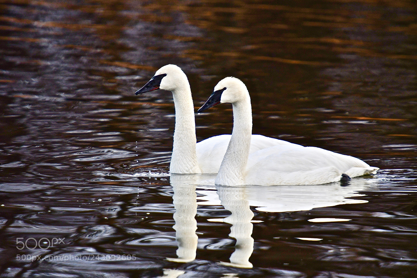 Nikon D7500 sample photo. Trumpeter swans photography