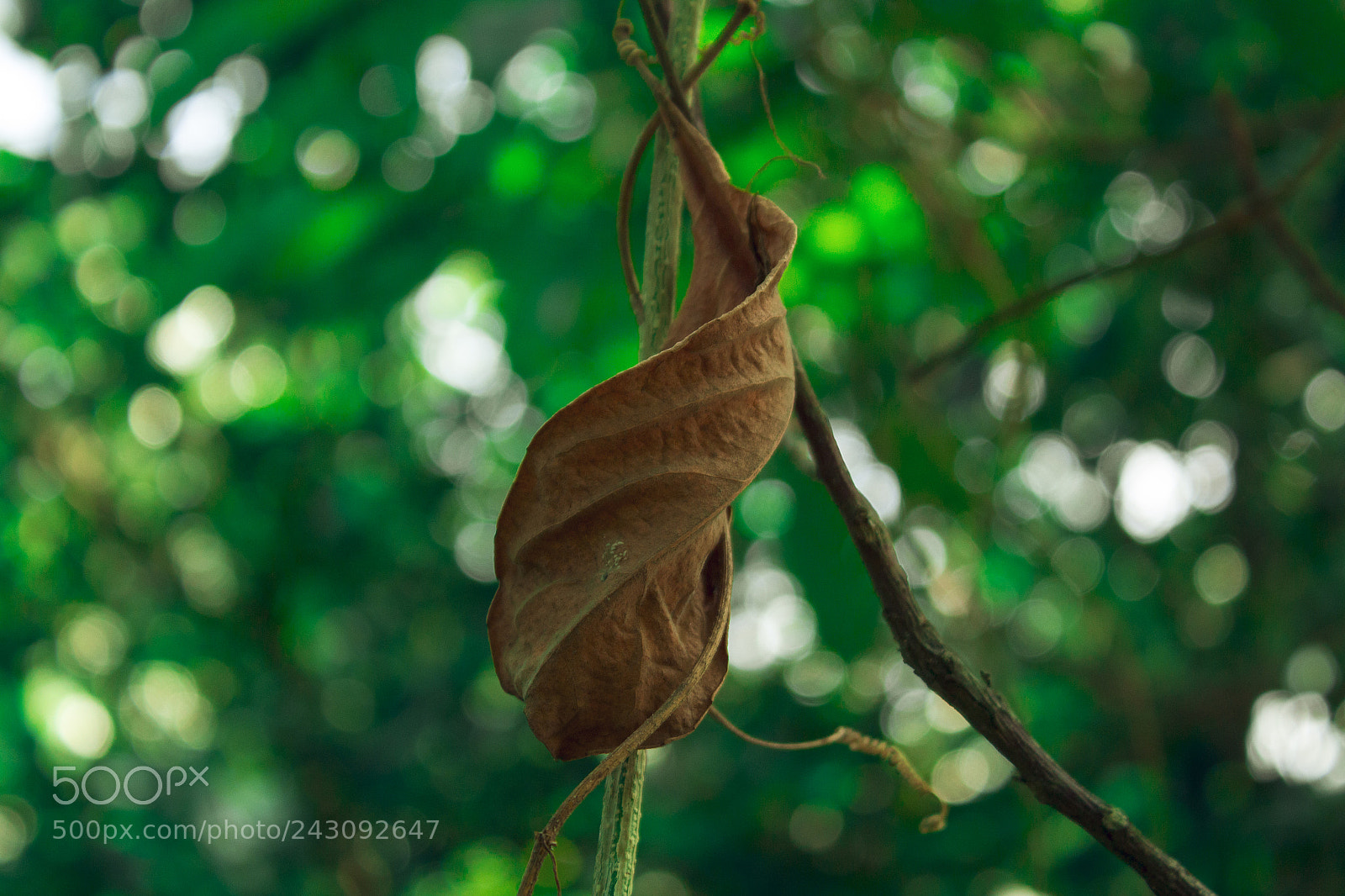 Canon EOS 1200D (EOS Rebel T5 / EOS Kiss X70 / EOS Hi) sample photo. Driest leaf photography