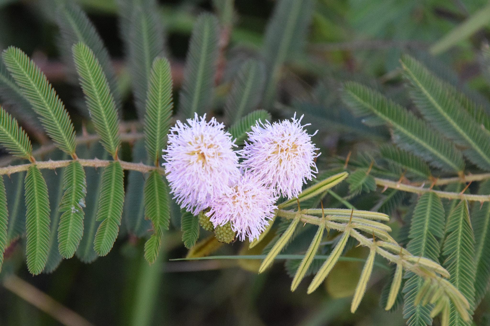 Nikon D5300 + Sigma 18-250mm F3.5-6.3 DC Macro OS HSM sample photo. Shameplant flower photography