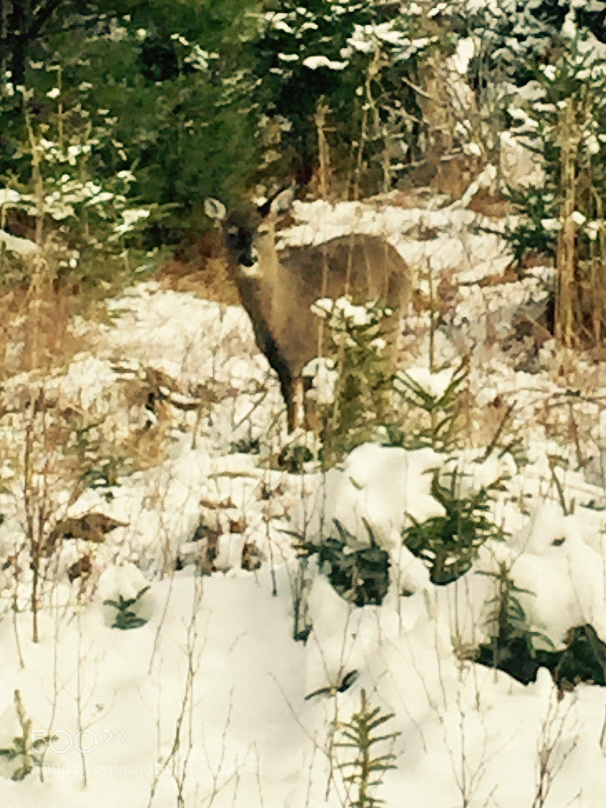 Apple iPhone 6 sample photo. The deer photography