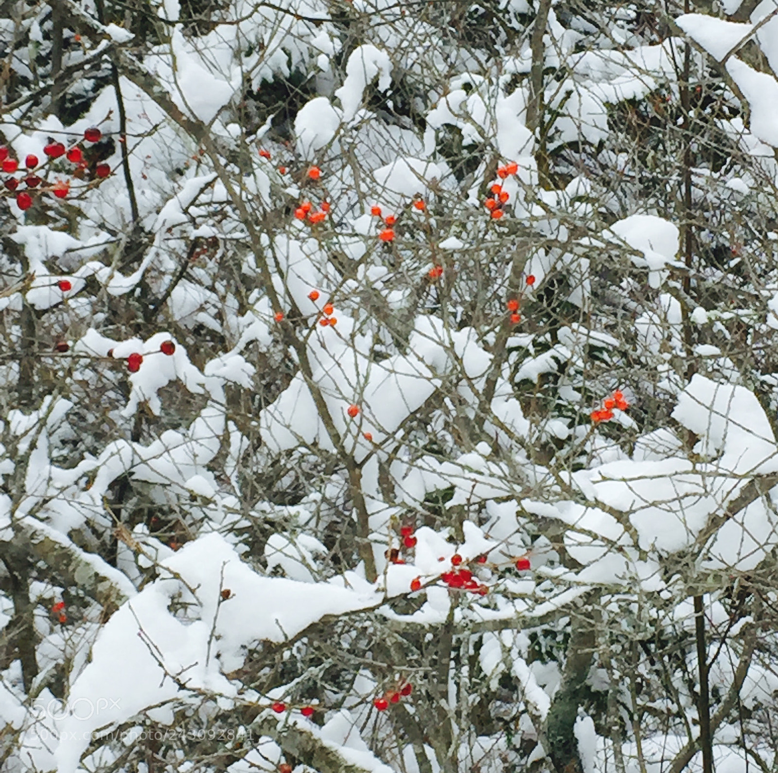 Apple iPhone 6 sample photo. Little red berries photography