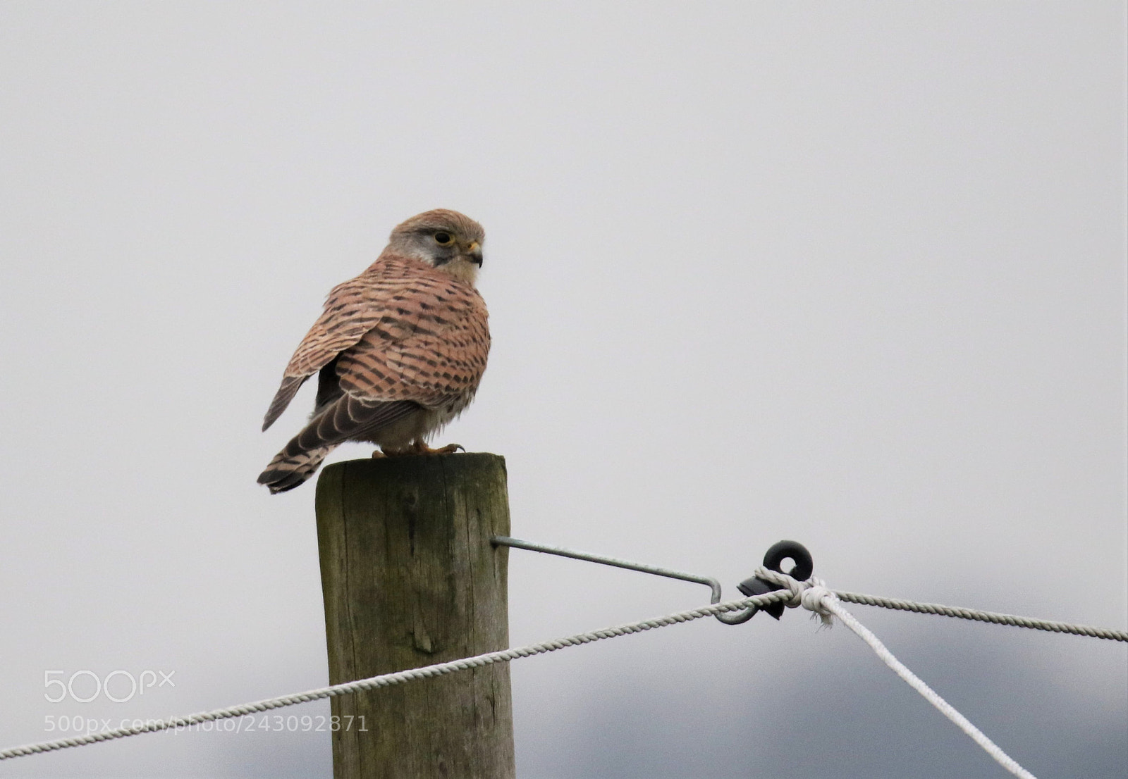 Canon EOS 7D Mark II sample photo. Kestrel patiently waiting on photography