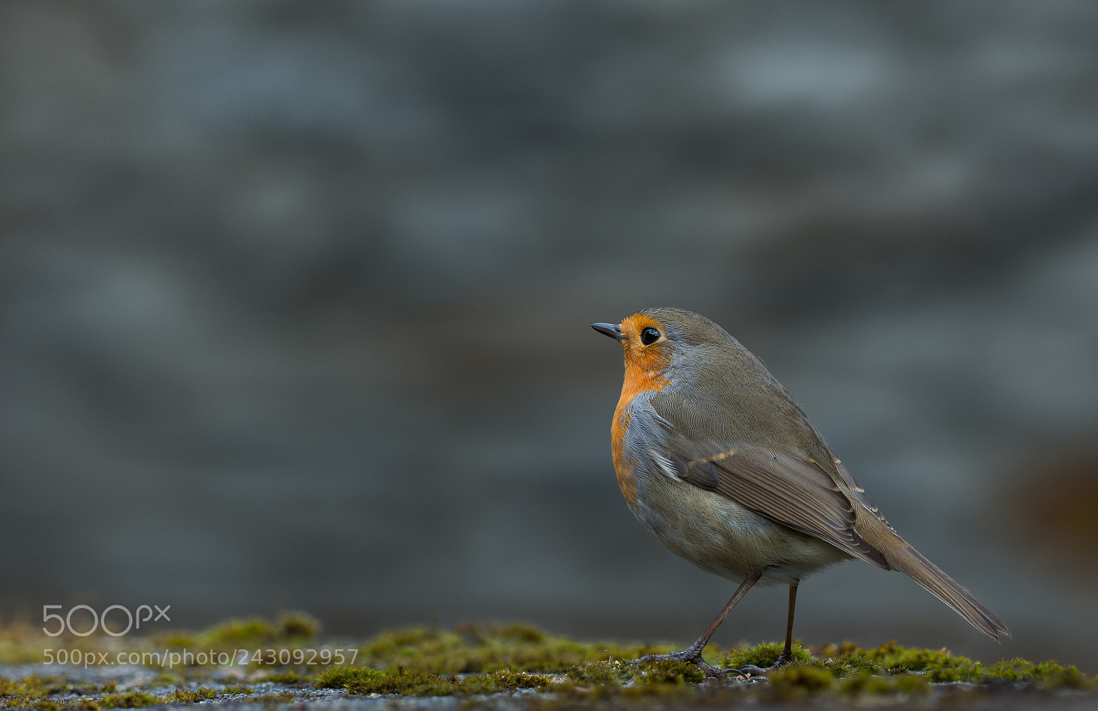 Nikon D7200 sample photo. Robin photography