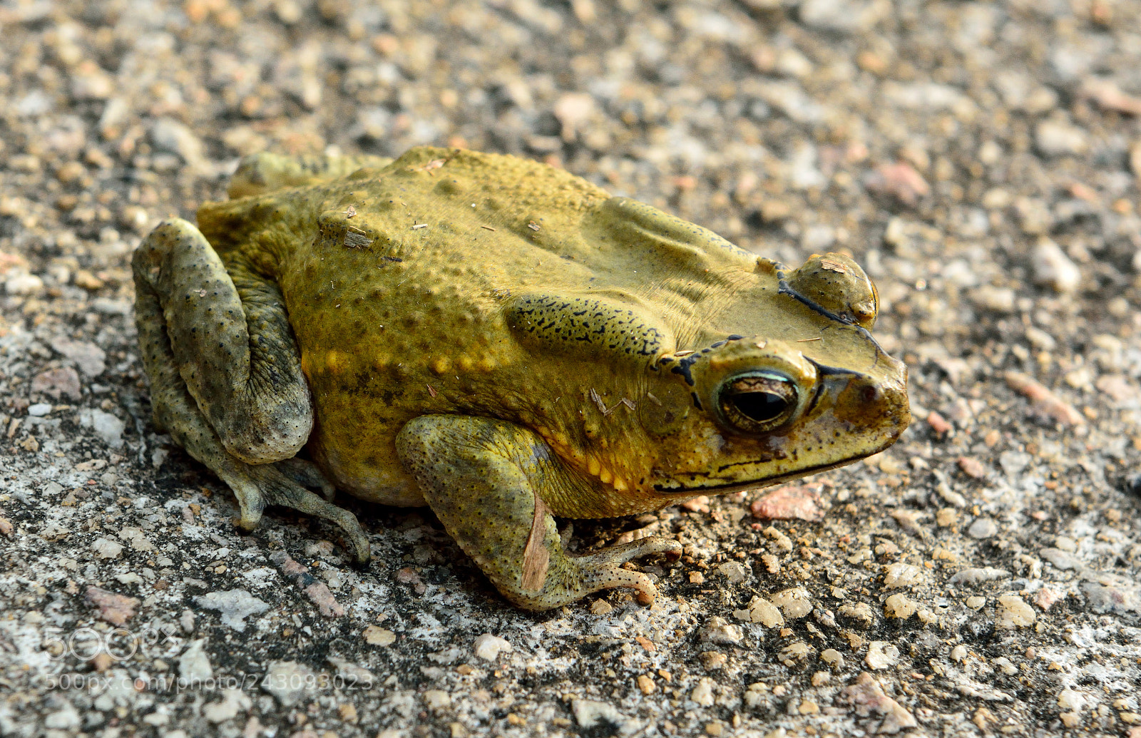 Nikon D7100 sample photo. Asian toad (duttaphryns melanostictus) photography